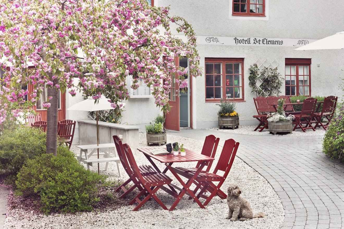 Een hond zit naast rood houten tuinmeubilair en een bloeiende kersenboom in de tuin buiten het hotel S:t Clemens.