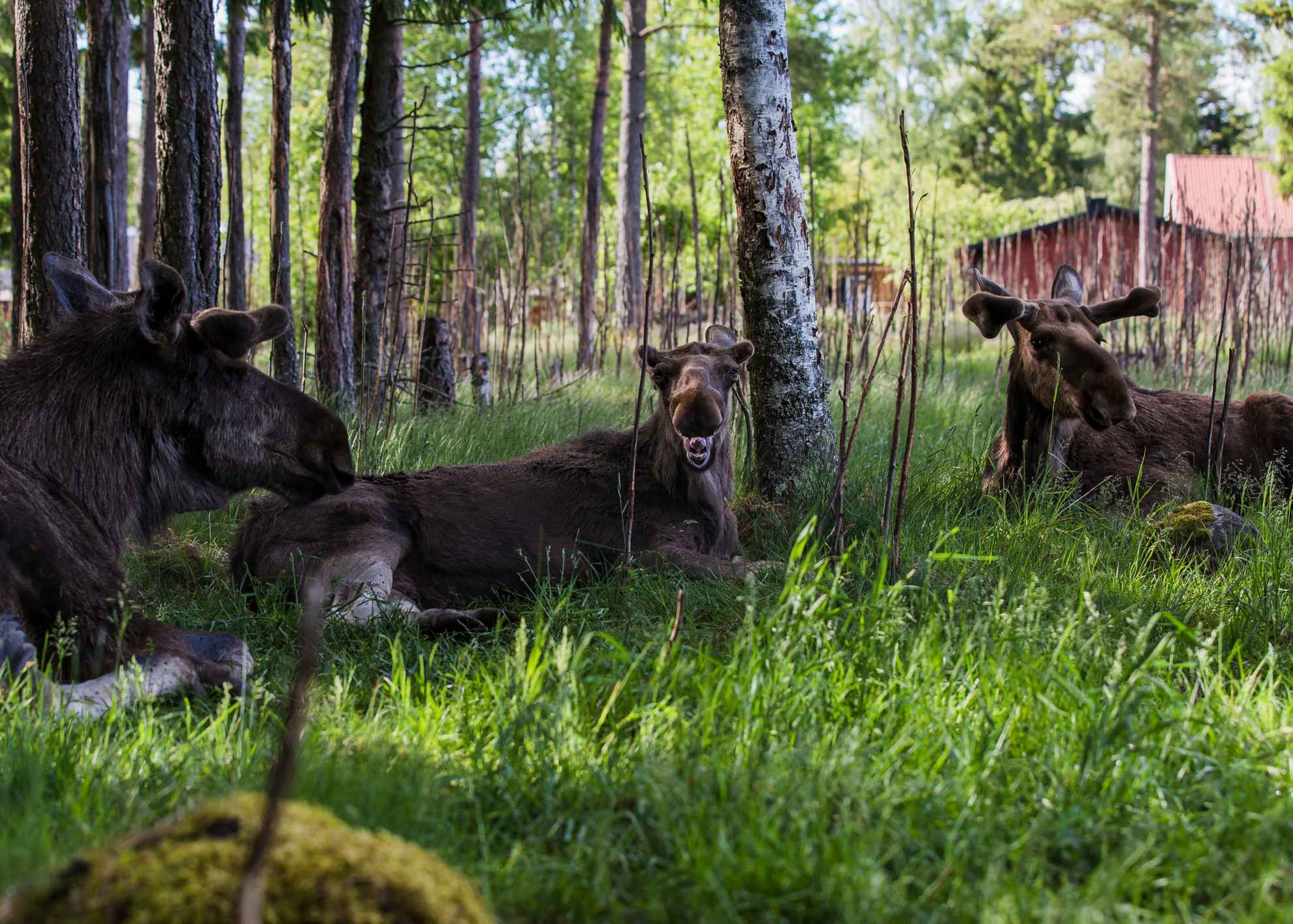 Drie elanden liggen in het gras, in de schaduw van de bomen.