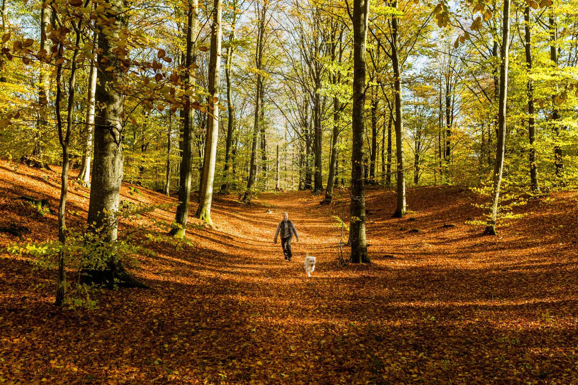 Een vrouw met een hond wandelt in de herfst op een pad in een bos. De zon schijnt en de grond is bedekt met oranje bladeren.