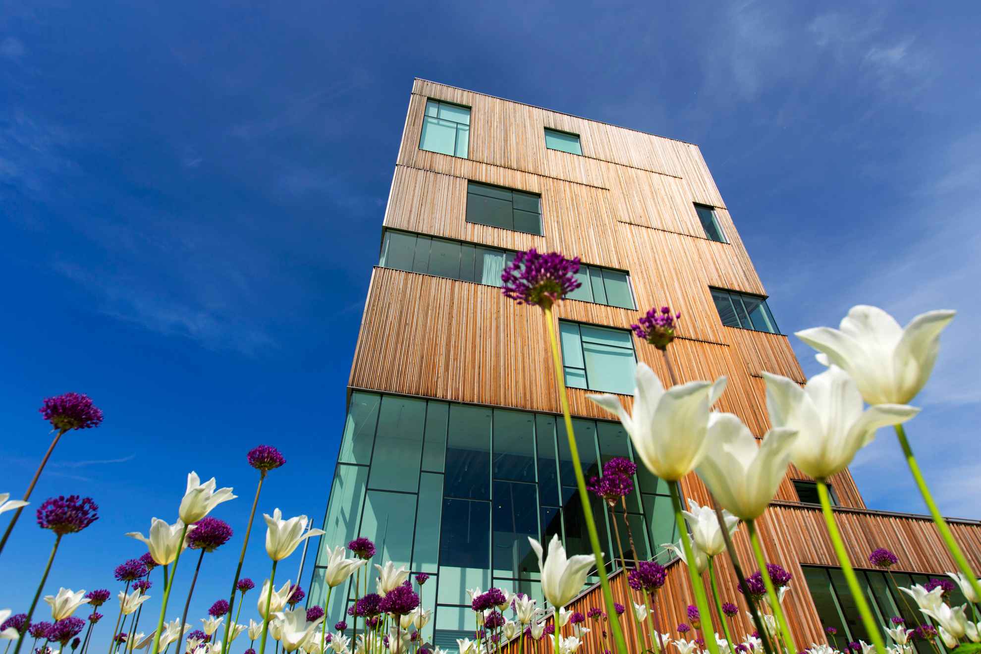 Het gebouw van Bildmuseet steekt uit tegen een strakblauwe lucht. Op de grond bloeien witte tulpen.