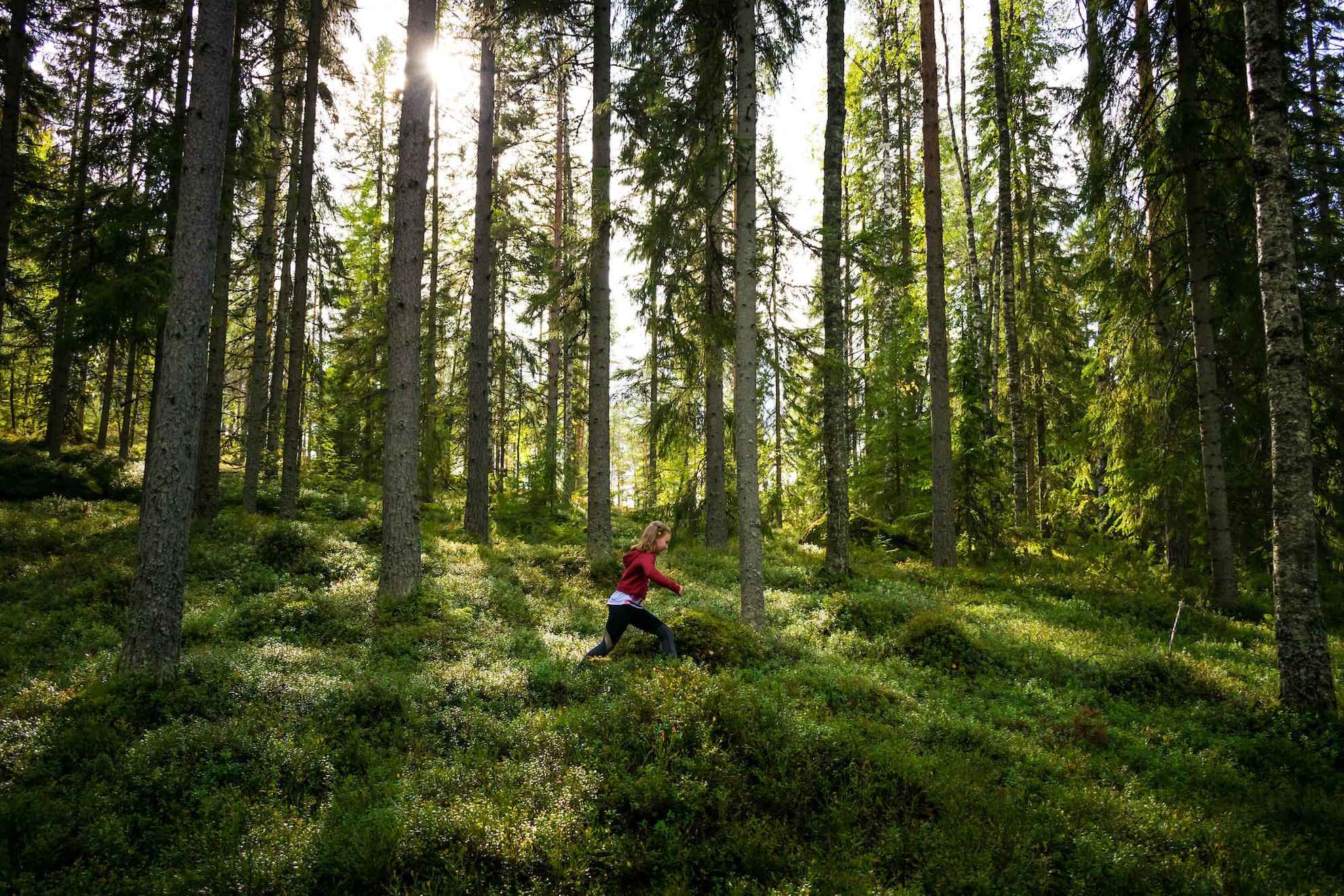 Een kind loopt door een bos met bosbessen. De zon schijnt door de bomen.