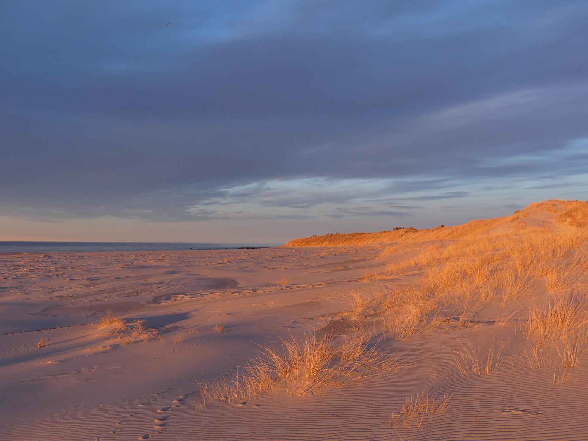 Een strand met zandduinen en goudkleurig gras aan de rand. Aan de andere kant is de zee te zien.