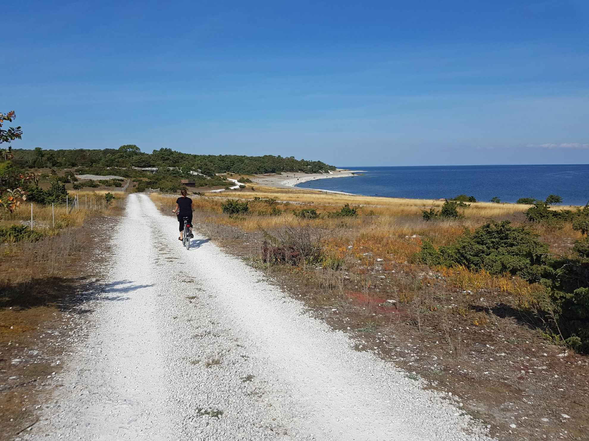 Een persoon fietst op een landweg langs de zee op Gotland. Veld met geel gras en kleine struiken aan de zijkanten van de weg.
