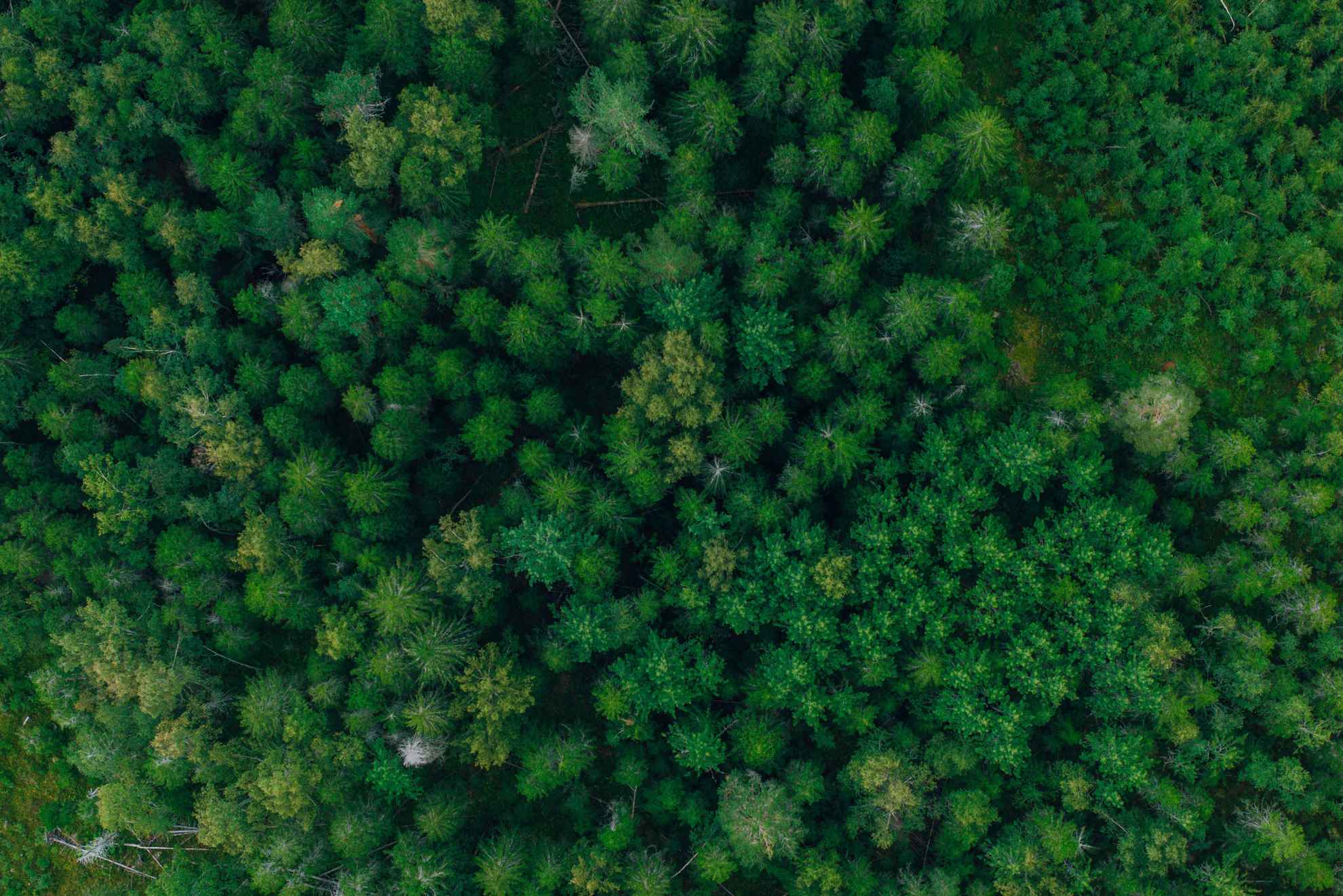 Een luchtfoto van een bos.