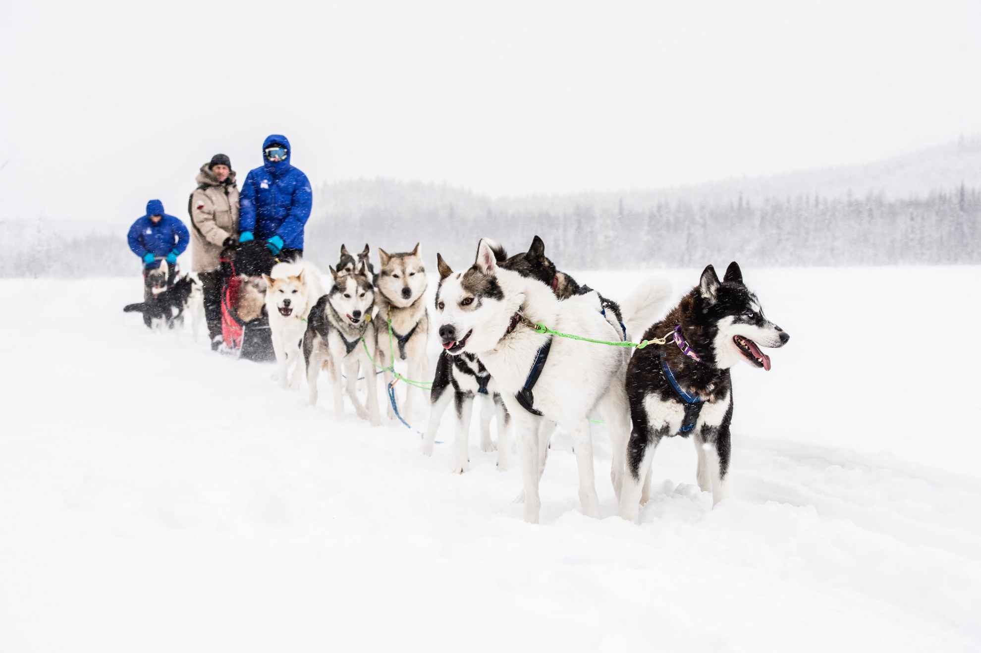 Een hondenslee met meerdere honden en twee personen op de slee, in een besneeuwd landschap.