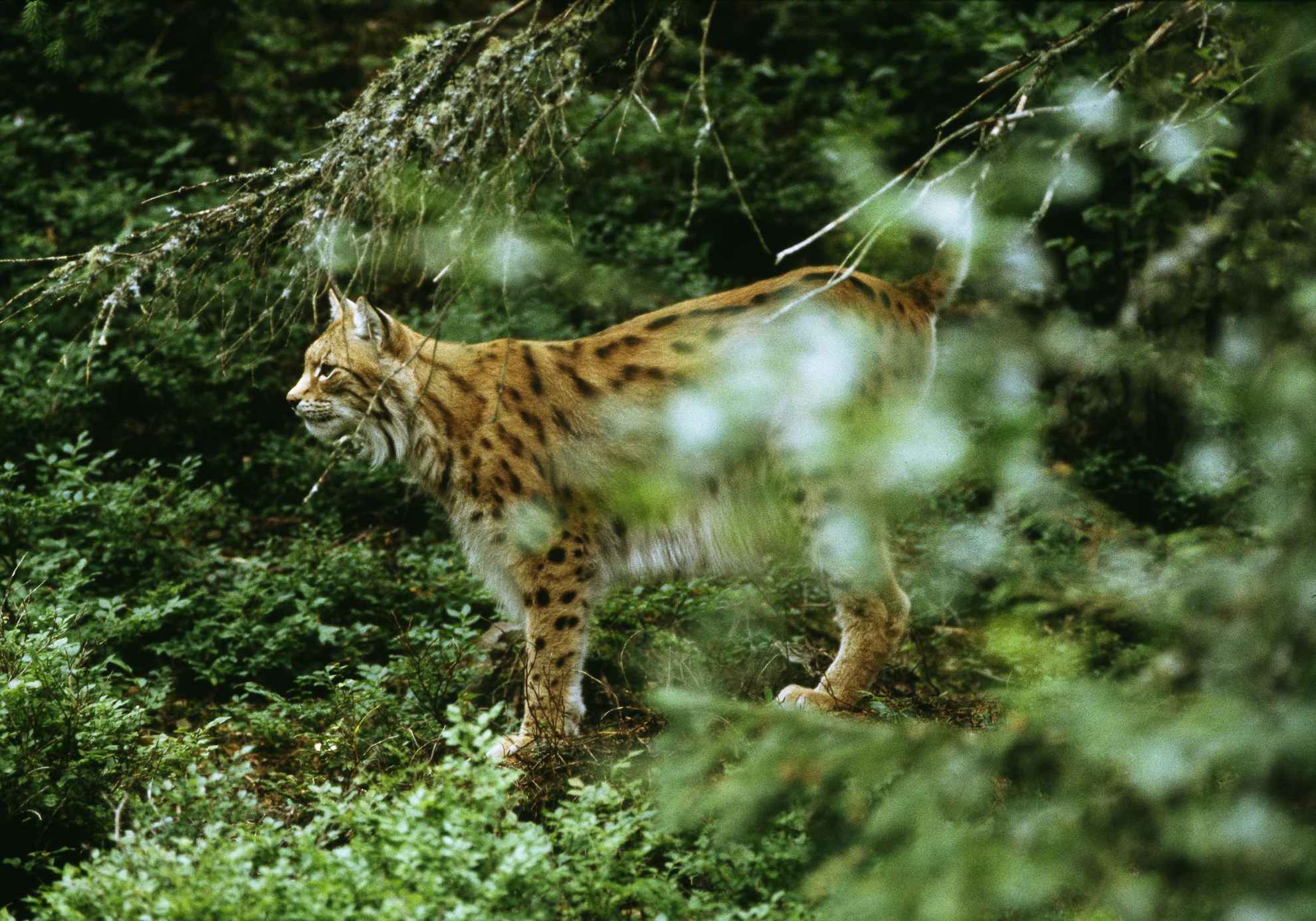 Een lynx in het bos.