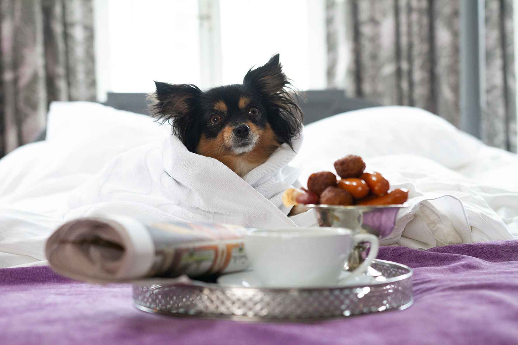 Een kleine hond is comfortabel in beddengoed gewikkeld en zit op een hotelbed. Voor de hond staan een schaal met worstjes en een dienblad met een koffiekopje en een krant.