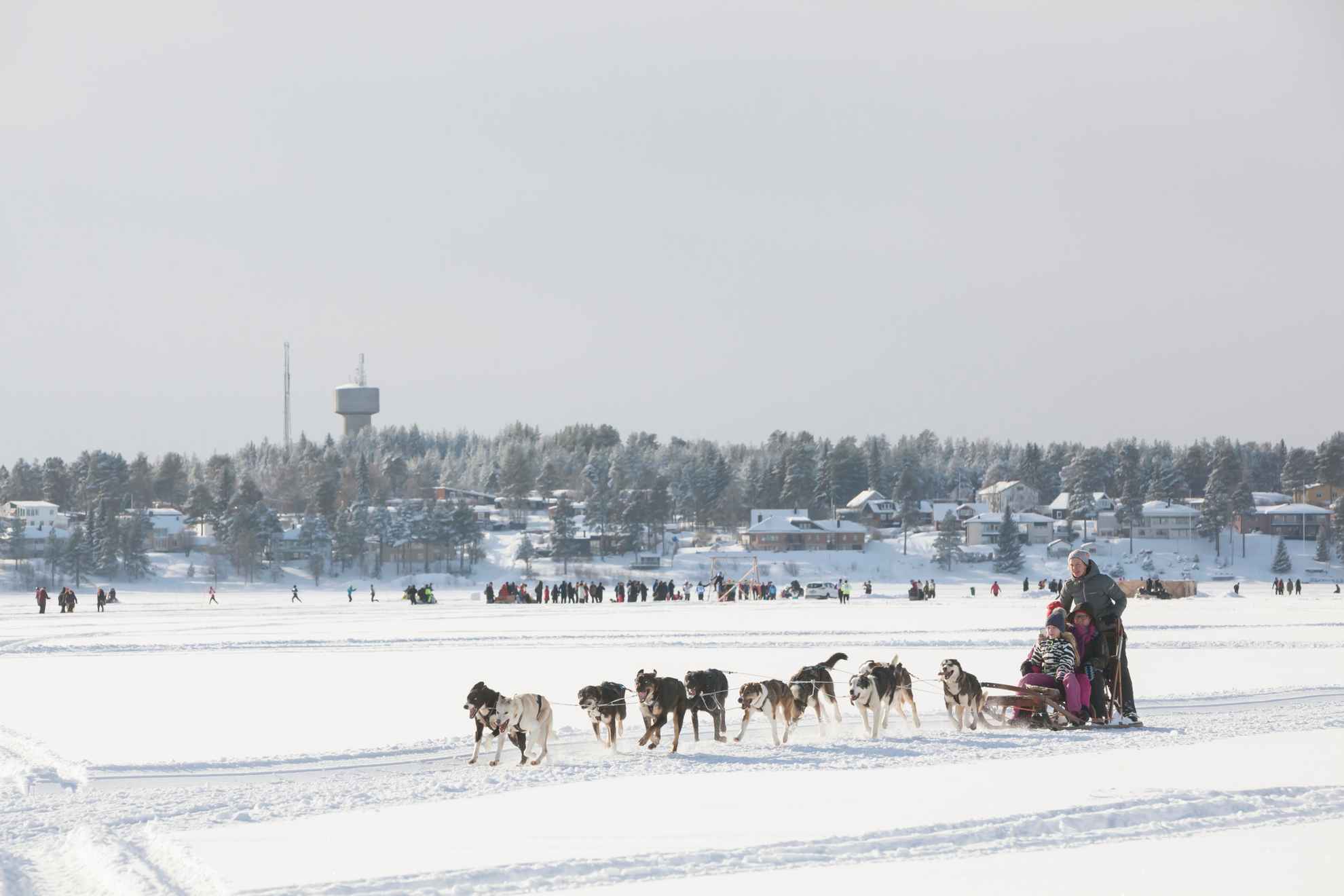 Hondensleetochten over ijs en sneeuw met huizen en mensen op de achtergrond.