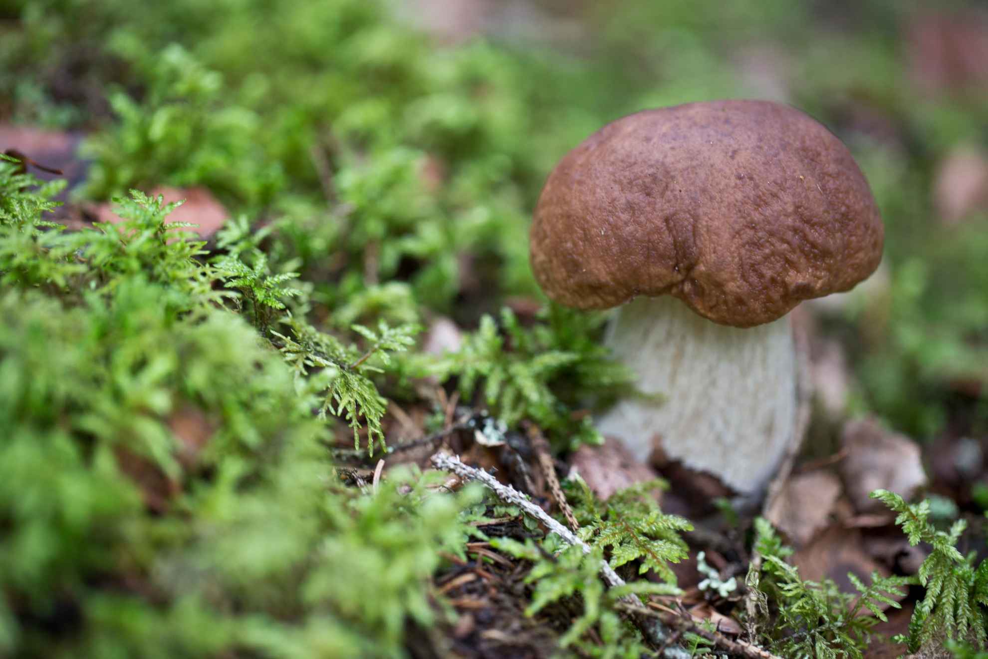 Een bruine paddenstoel tegen een groene achtergrond.