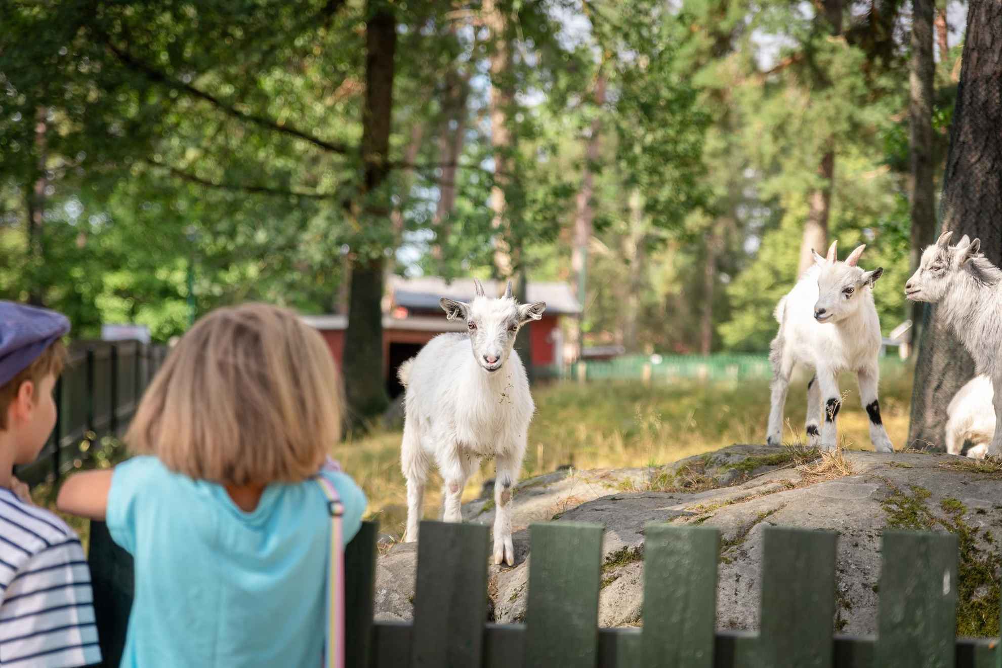 Twee kinderen kijken naar geiten in een boerderijdierenpark.