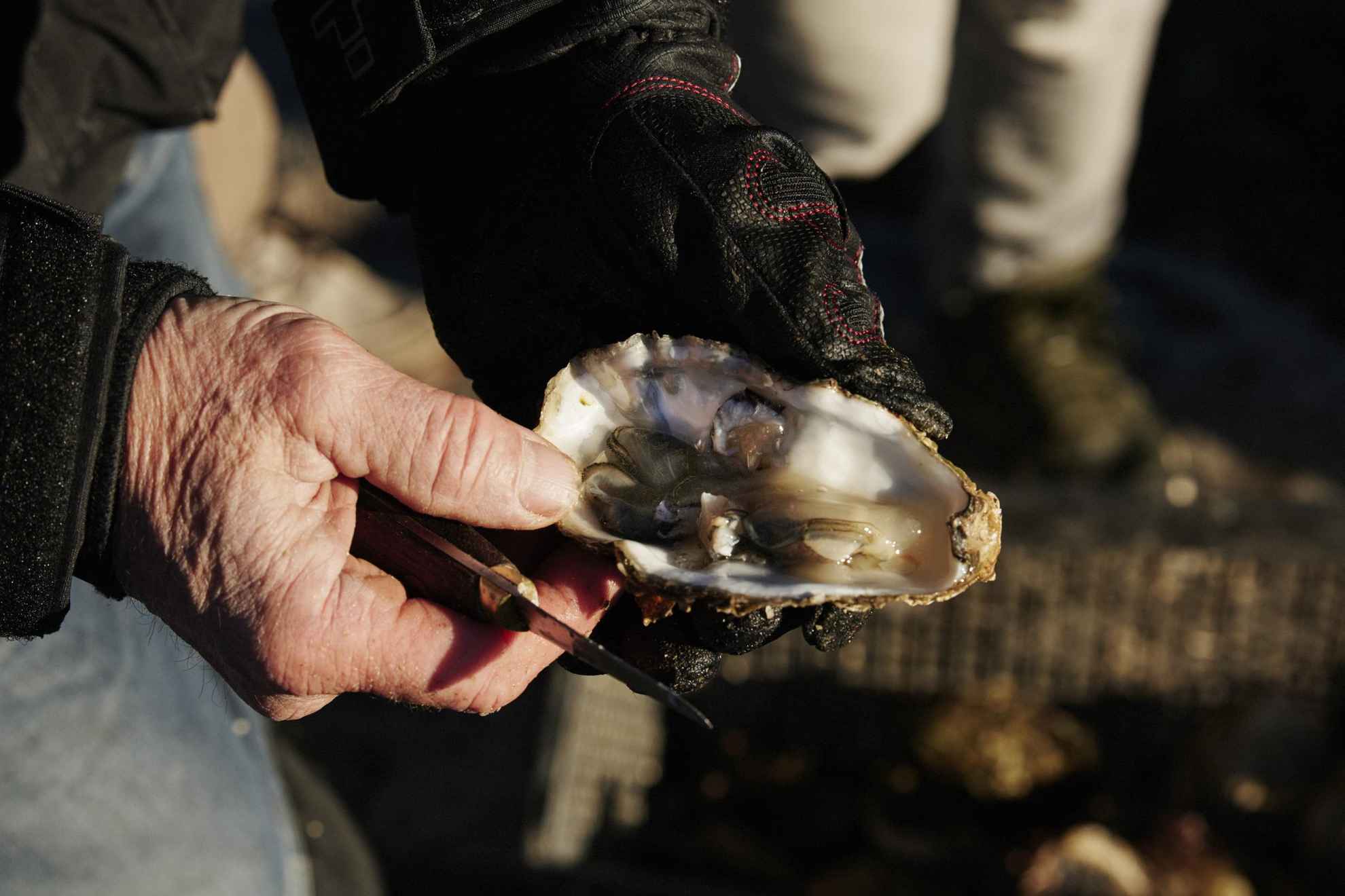 Een geopende oester in de hand van een man.