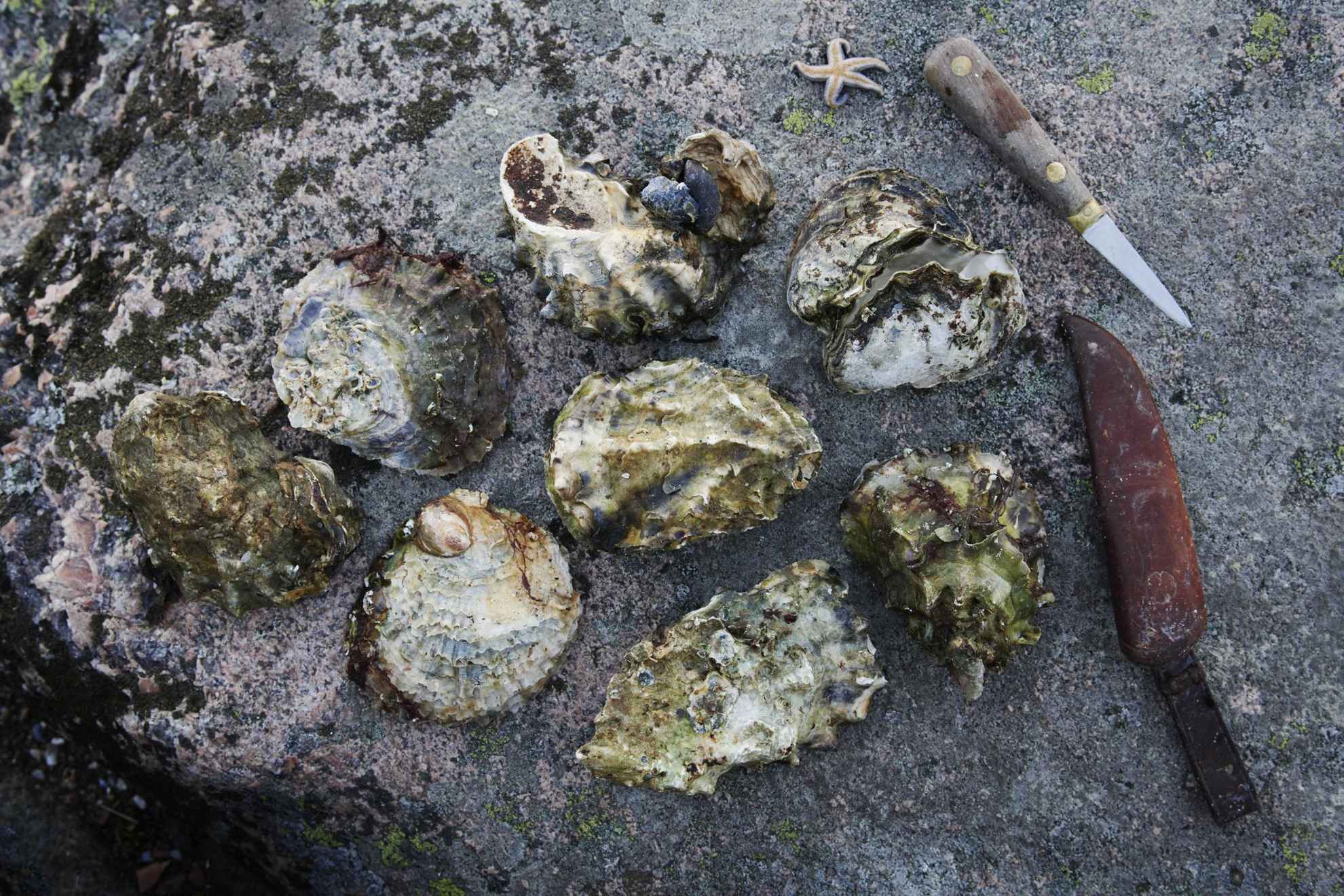 Verschillende oesters, een mes en een kleine zeester op een rots.