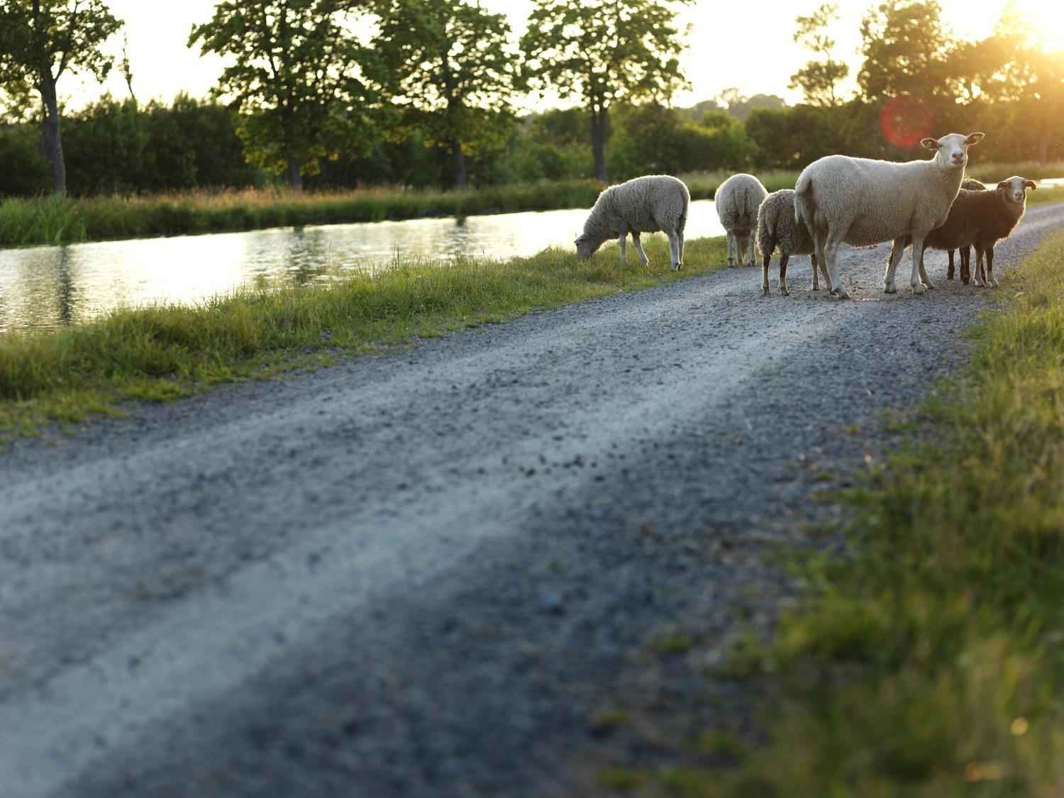 Een paar schapen staan op een zomeravond op een grindweg naast het Götakanaal.