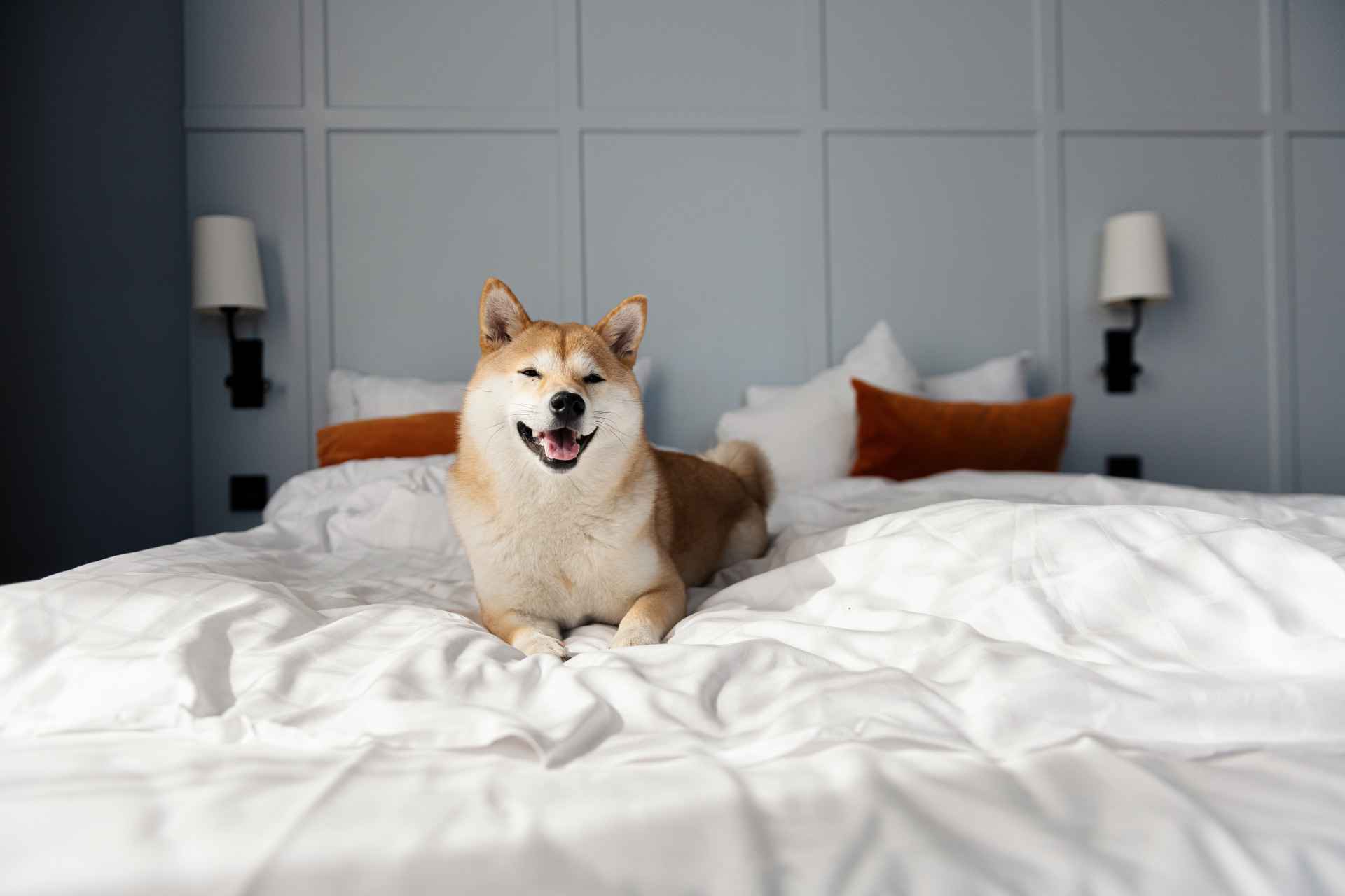 Een hond ligt op wit linnen op een hotelbed.