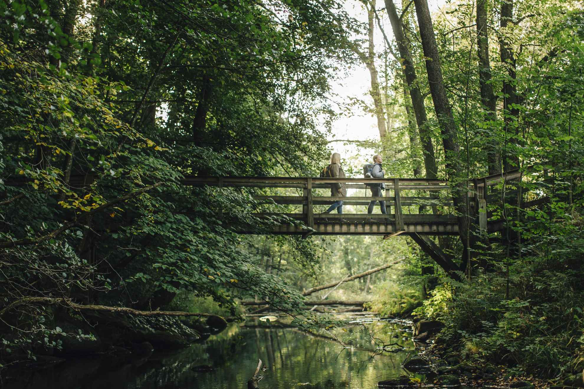 Twee mensen lopen over een kleine brug over een beek in een weelderig bos.