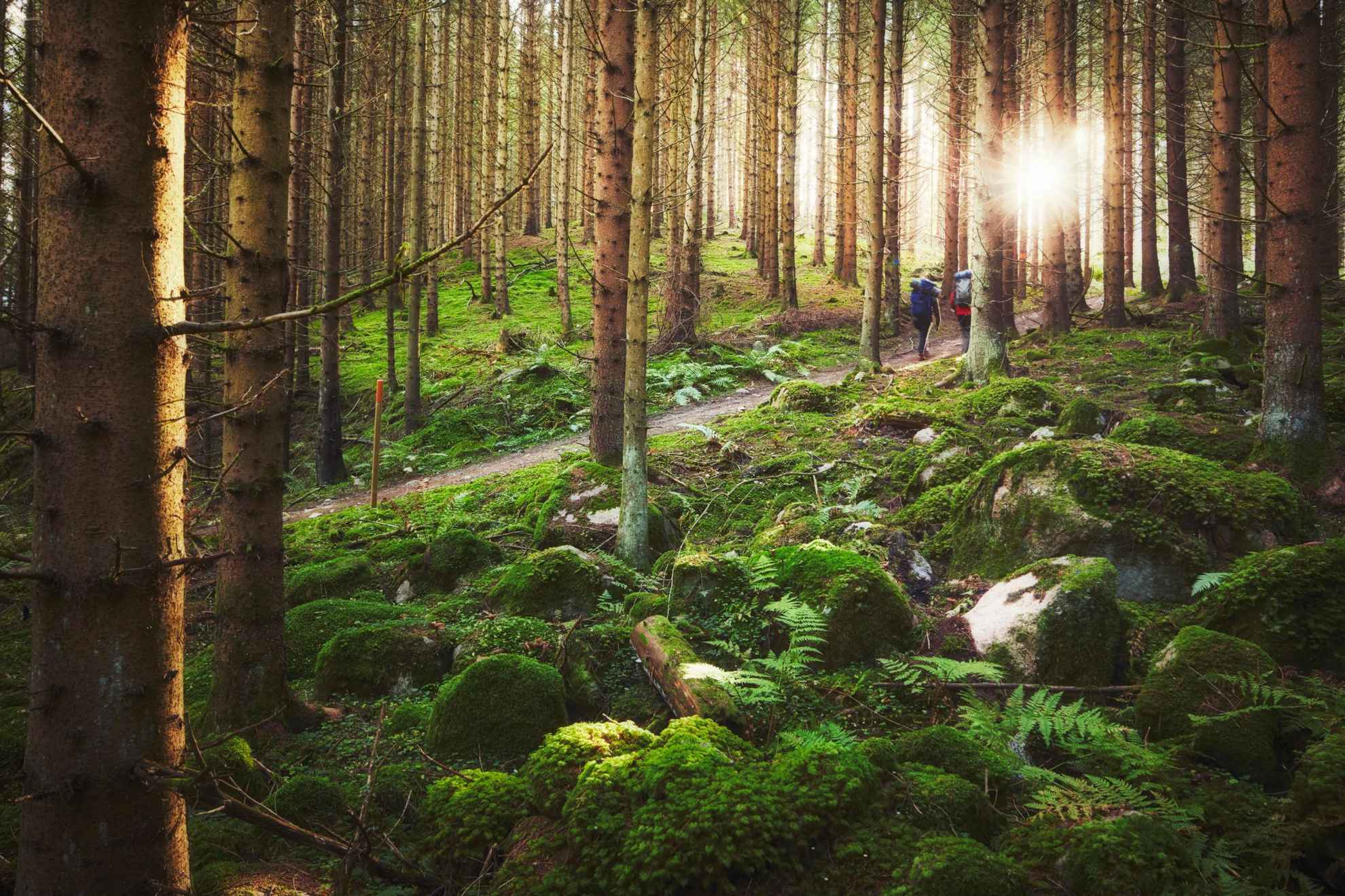 Twee mensen met rugzakken wandelen door een bos in Zweden, met de zon die door de bomen sijpelt.