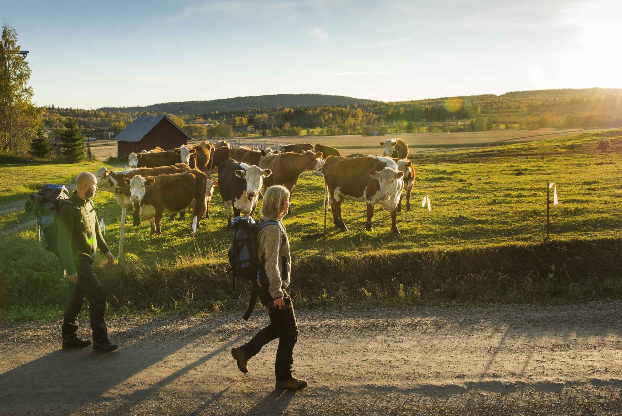 Een man en een vrouw met rugzak lopen over een pad en passeren een weiland met een groep koeien.