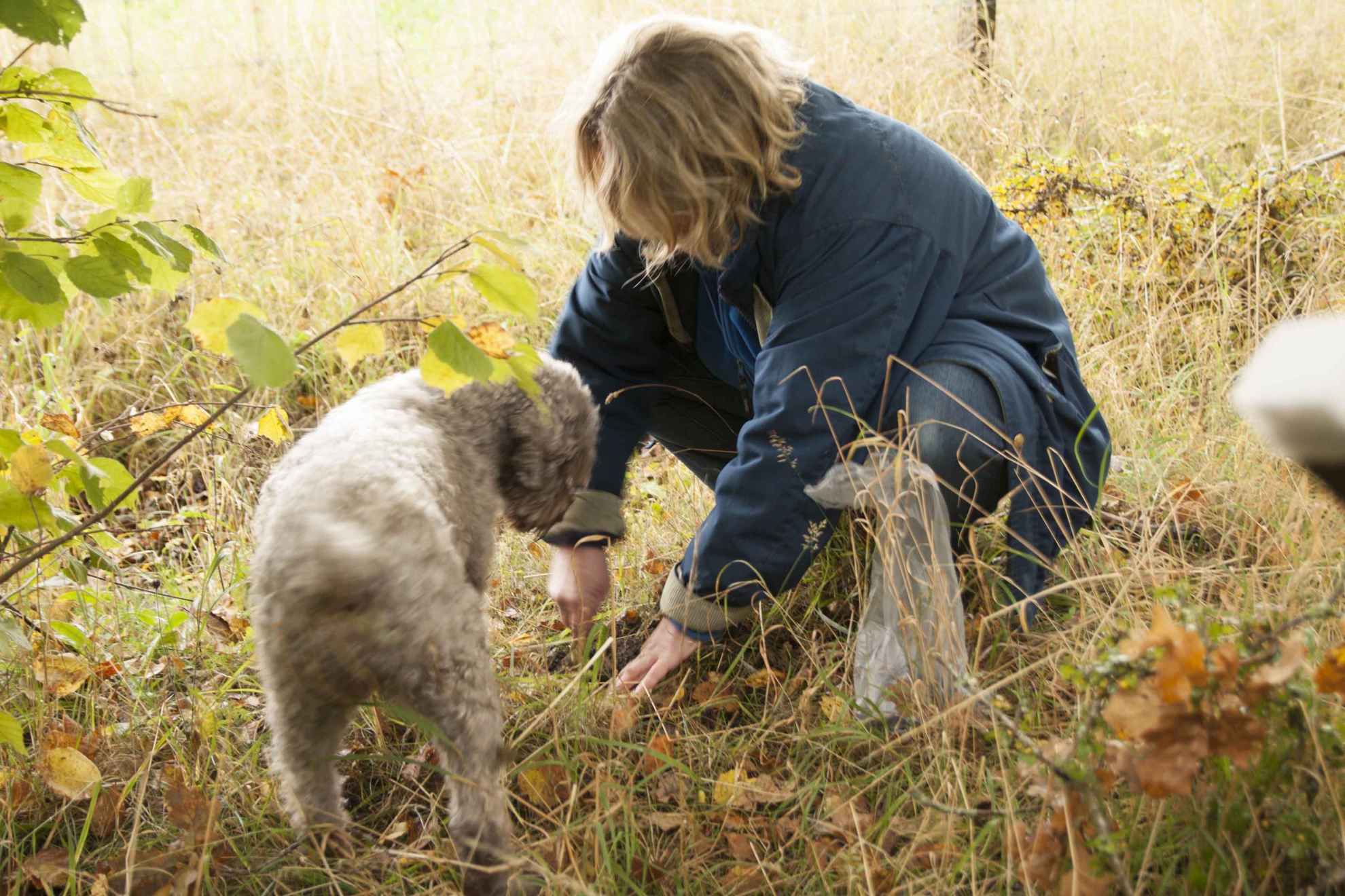 Een persoon zit op de grond naast een hond met beige, gekrulde vacht. Ze zijn allebei op zoek naar truffels die zich verstoppen tussen herfstbladeren en hoog gras.