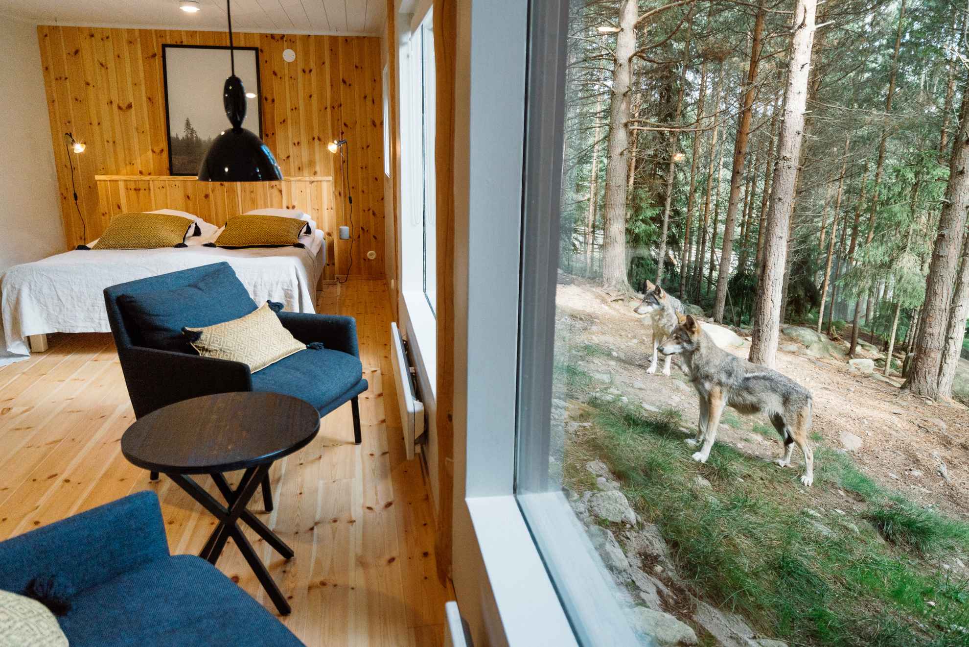 Een hotelkamer met panoramische ramen met uitzicht op het wolvenverblijf. Wolven staan buiten het raam.