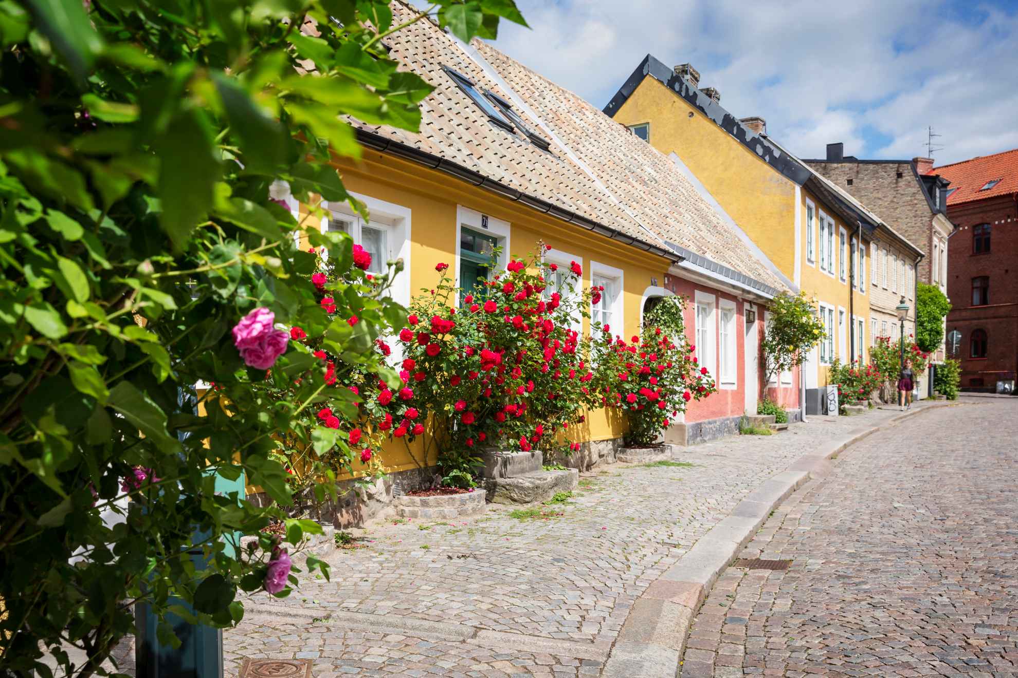 Gele en roze rijhuizen met rozenstruiken voor in een straat met kinderkopjes.