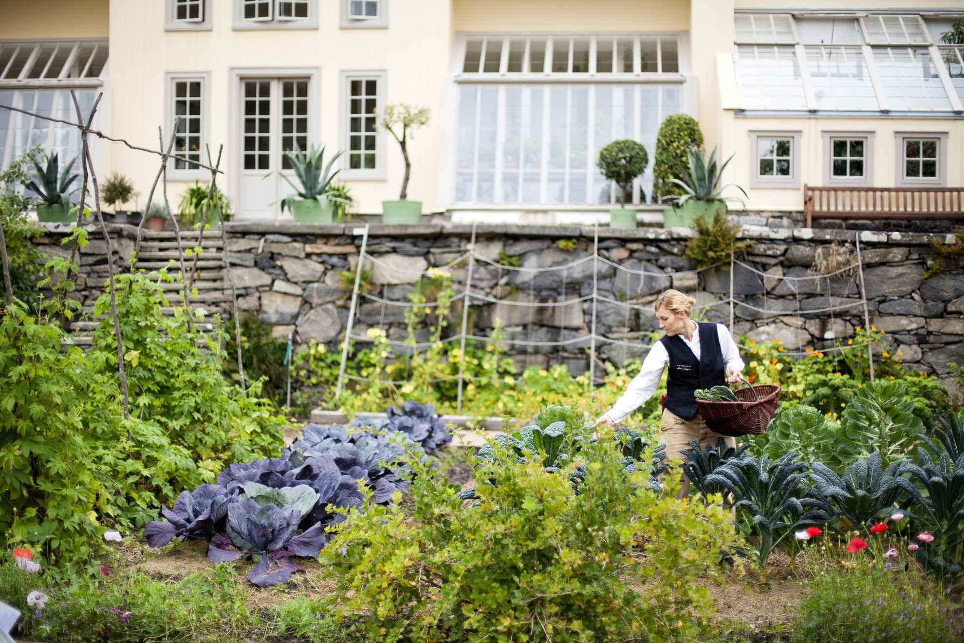 Een vrouw plukt groenten in de tuin van Gunnebo House & Gardens. Op de achtergrond een groot huis.
