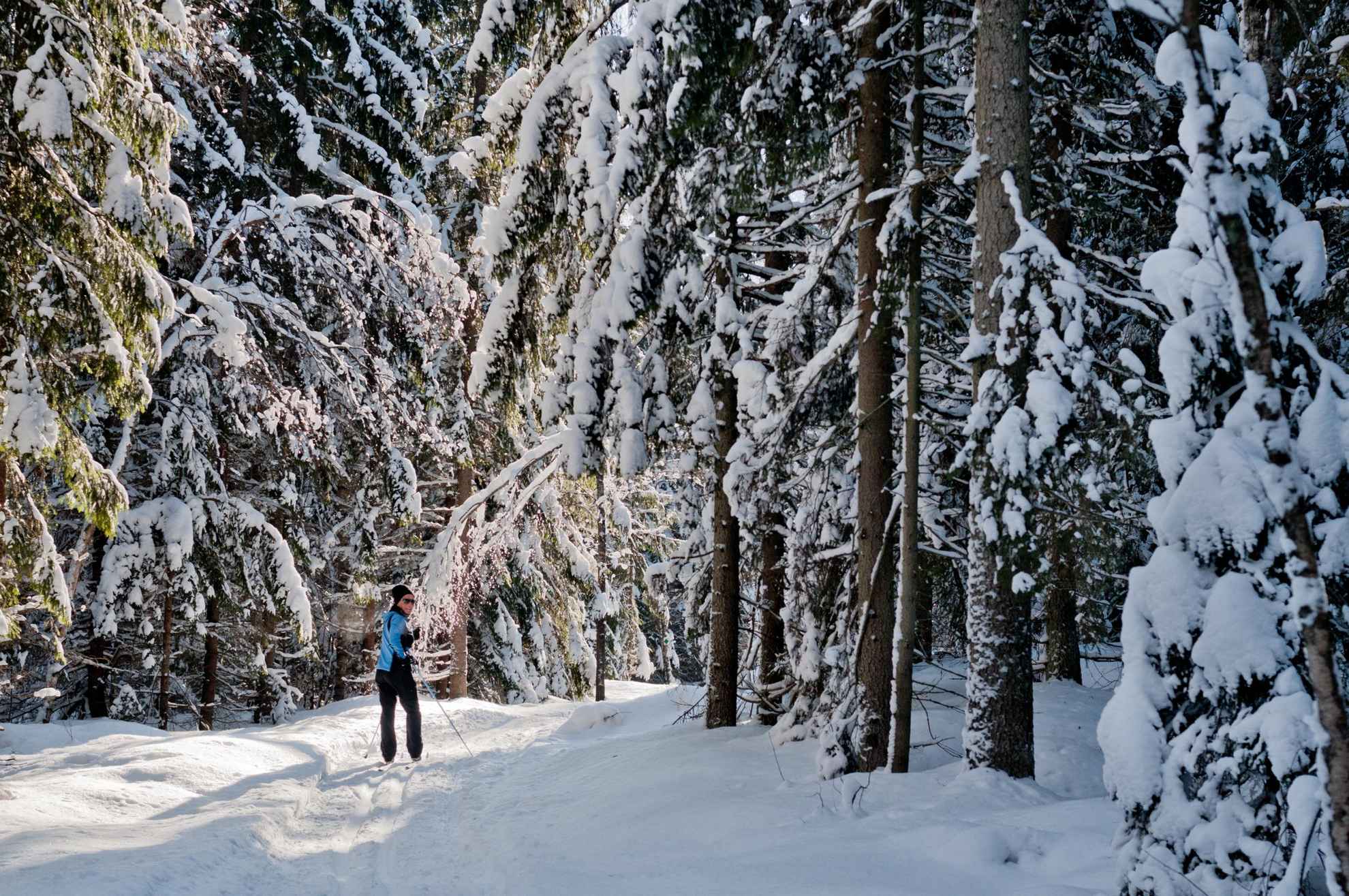Een besneeuwd landschap met bomen en een persoon aan het langlaufen.