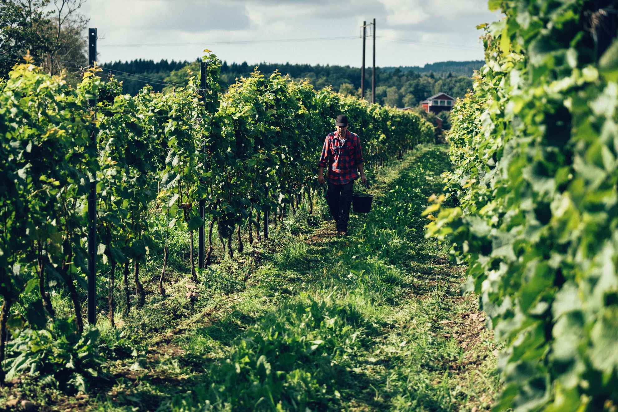 Een man met een emmer loopt langs druivenplanten in een wijngaard.