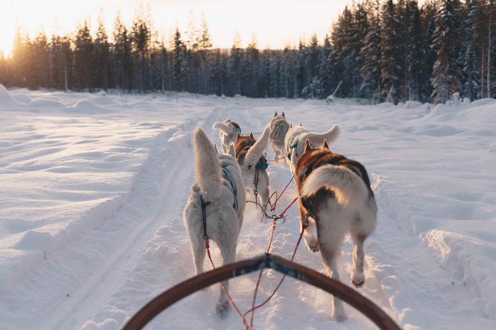 Hondenslee in Umeå, Noord-Zweden