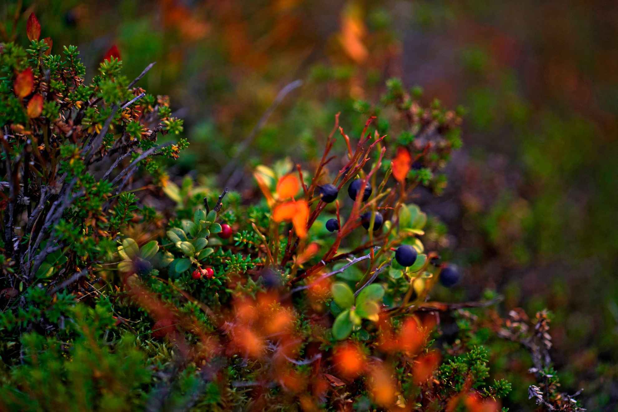 Close-up van diverse bosbessen in een bos in Zweden.