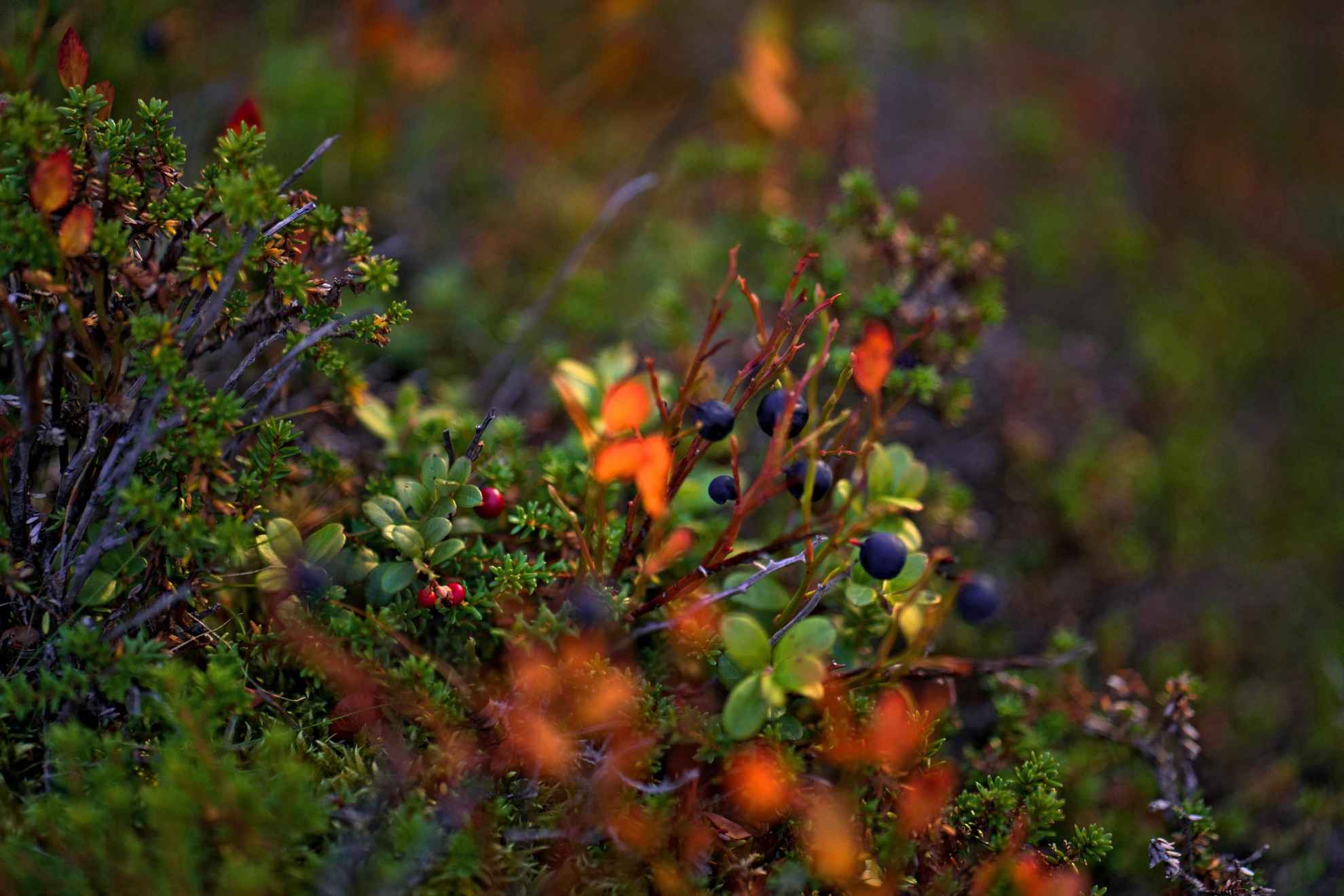 Close-up van bosbessen en bosbessen in een bos in Zweden.