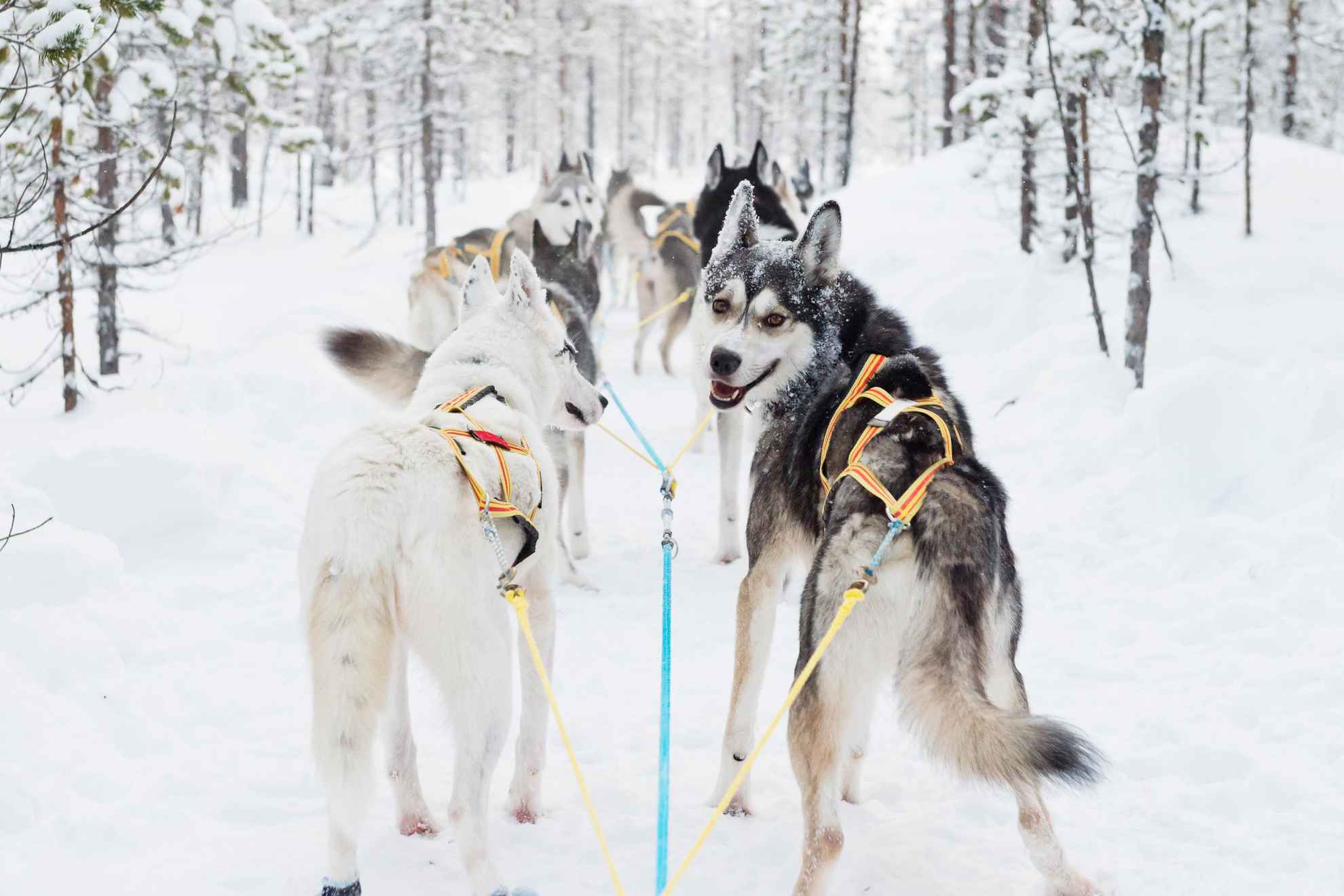 Siberische Husky's staan klaar om een hondenslee te trekken in een besneeuwd bos.