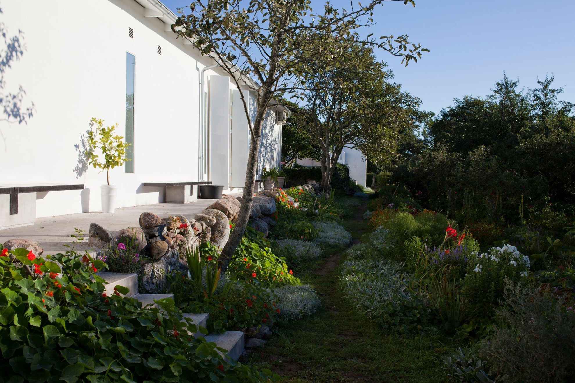 Weelderige tuin met een klein pad buiten een wit gebouw met de kersentuin op Gotland.