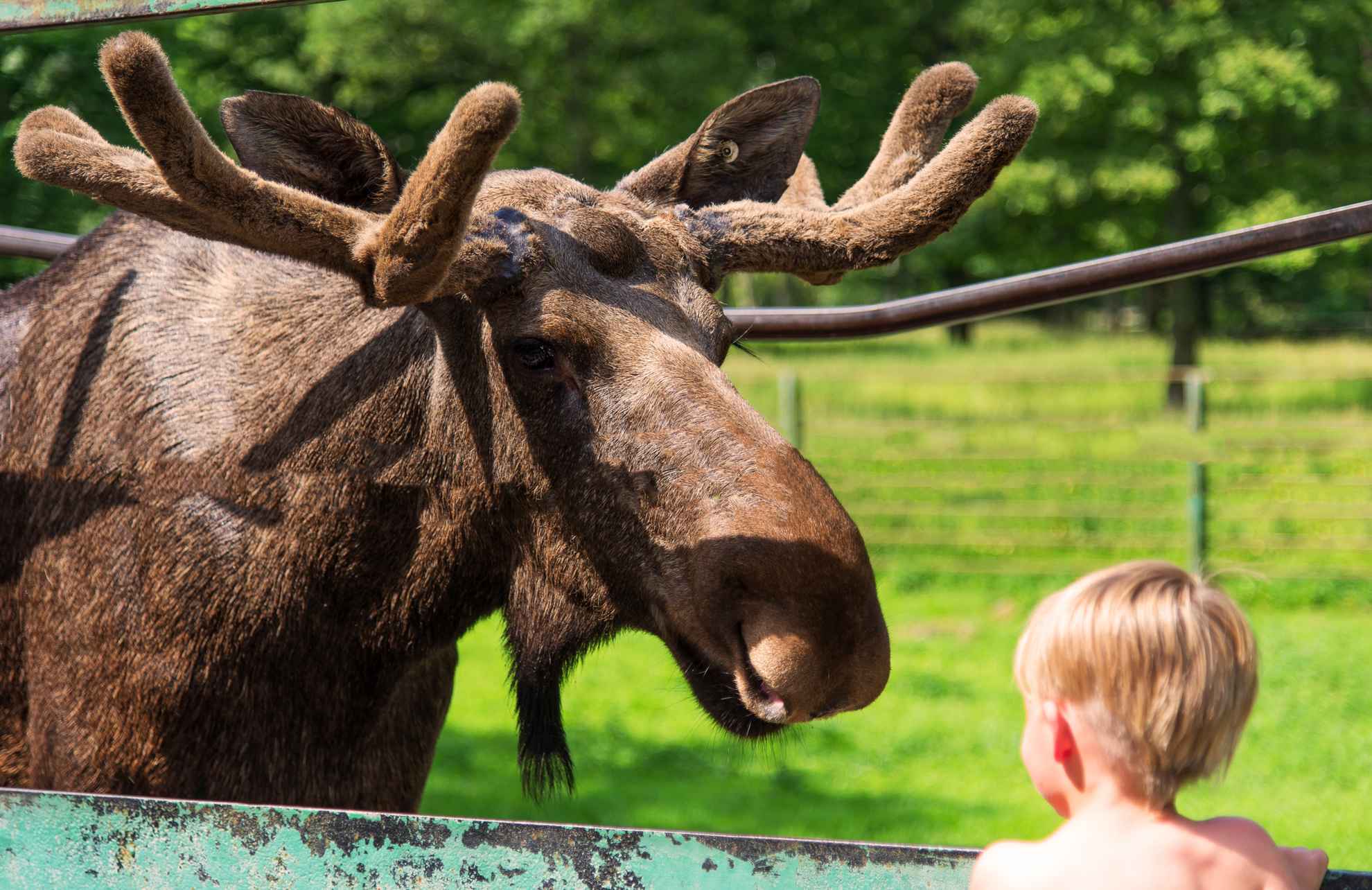 Jonge jongen ontmoet in de zomer een Zweedse eland in het Skånes Djurpark.