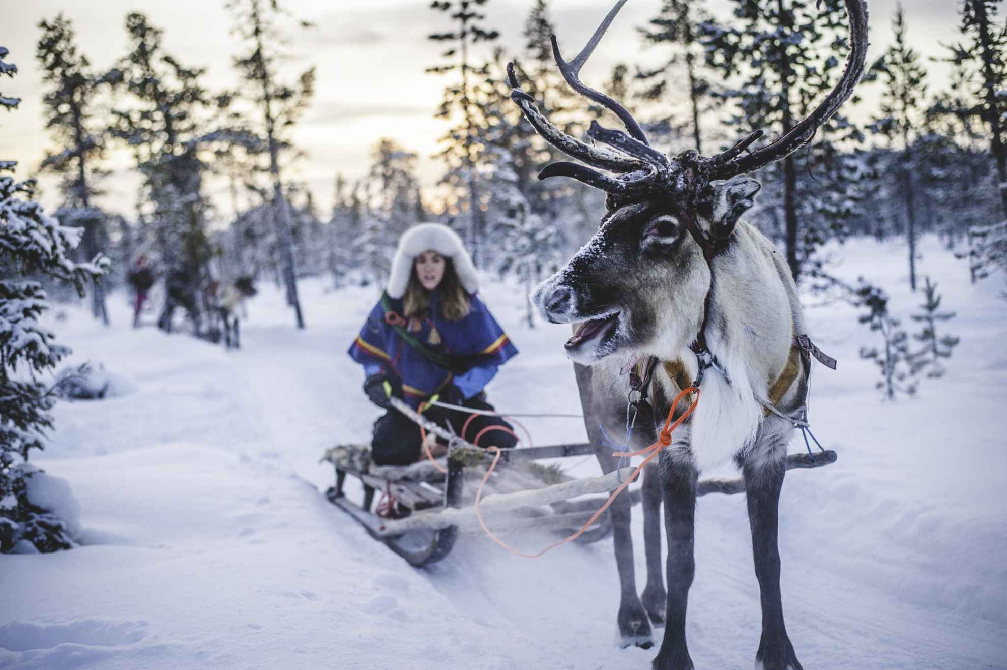 Een Samische vrouw rijdt in een rendierslee door een besneeuwd winterbos.