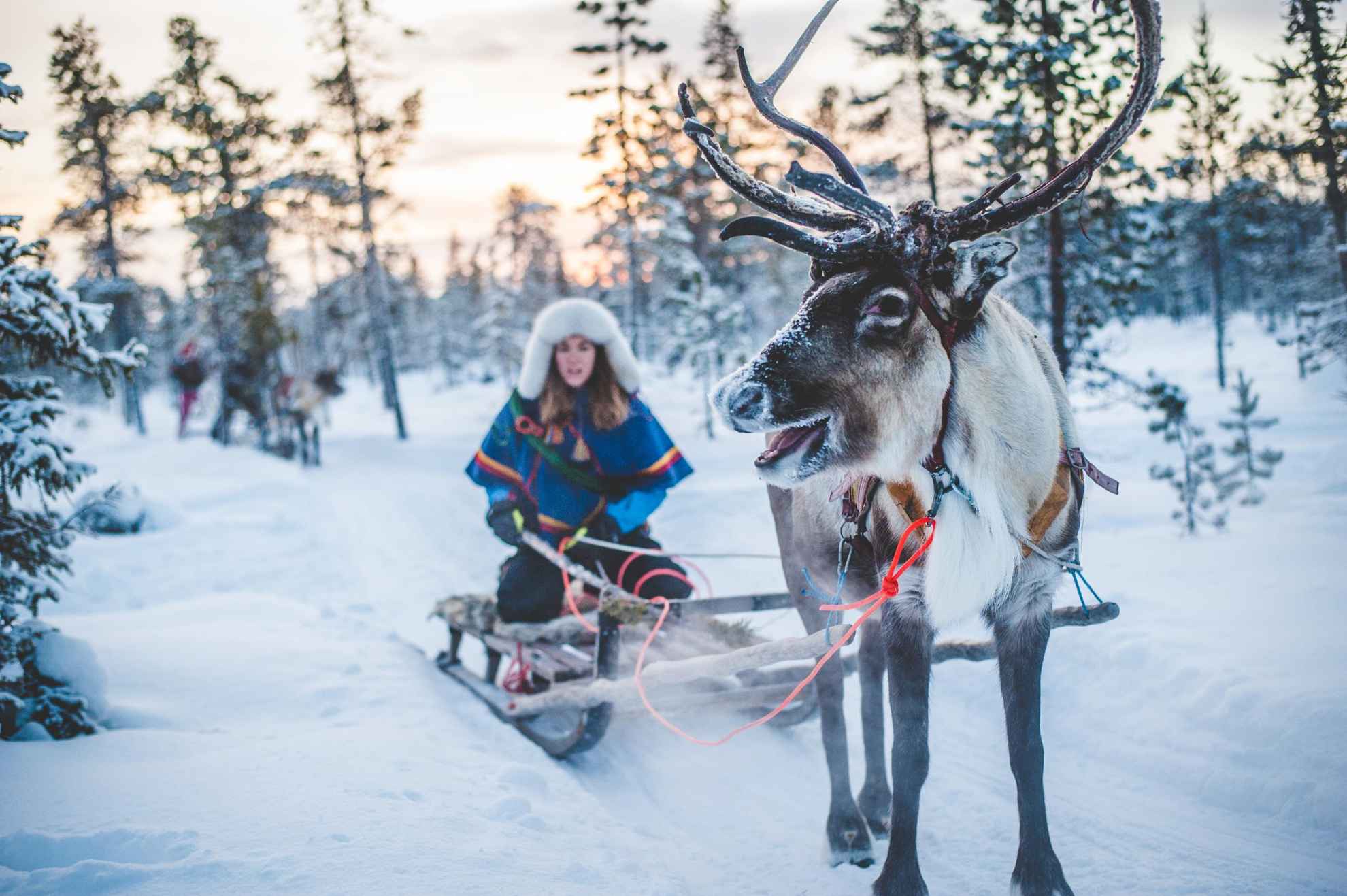 Een Sami-vrouw rijdt met een rendierslee in een besneeuwd winterbos.