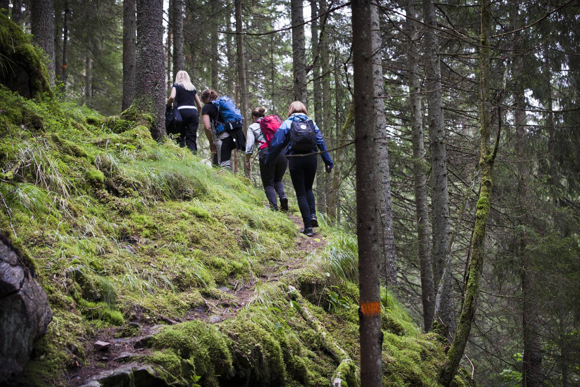 Vier mensen lopen bergop op een smal bospad, omgeven door bomen in Glaskogen.