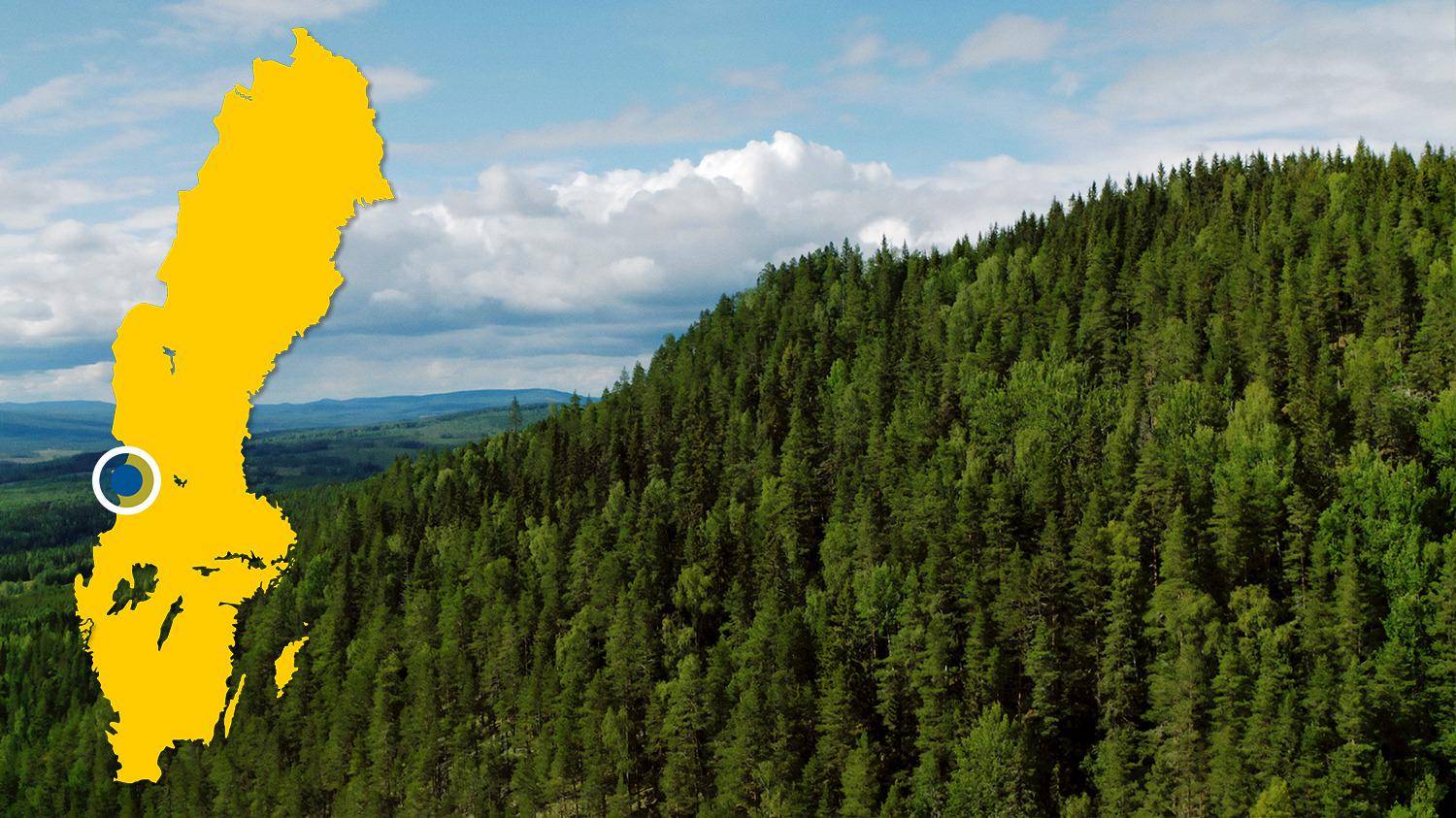 Een weergave van een groen naaldbos. Op de foto staat een gele kaart van Zweden met een blauwe stip die Höljes markeert.