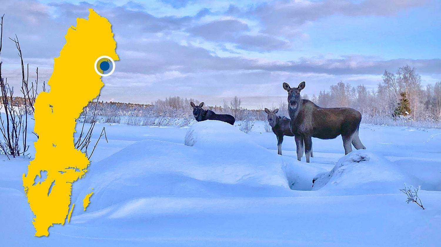 Drie elanden staan in een besneeuwd landschap. Er is een gele kaart van Zweden met een blauwe stip die Kallax markeert.