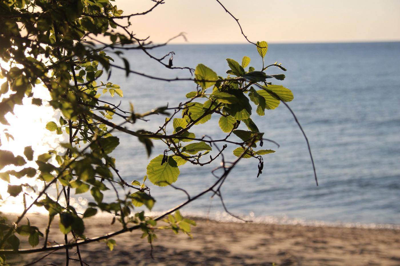 Groene bladeren aan een boomtak op de voorgrond en een strand op de achtergrond.