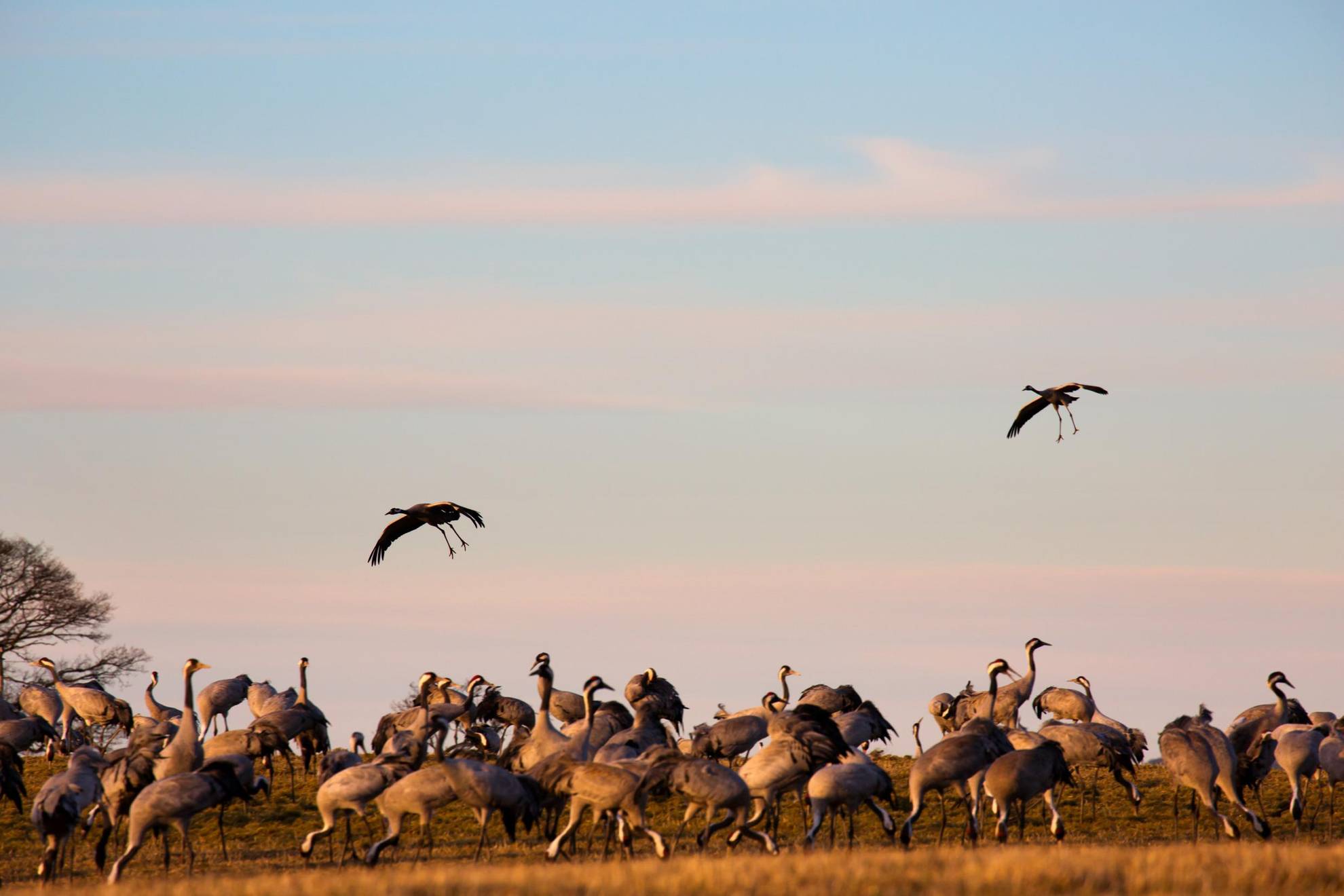 Een grote groep kraanvogels op het veld en twee kraanvogels die boven hen in de lucht vliegen.