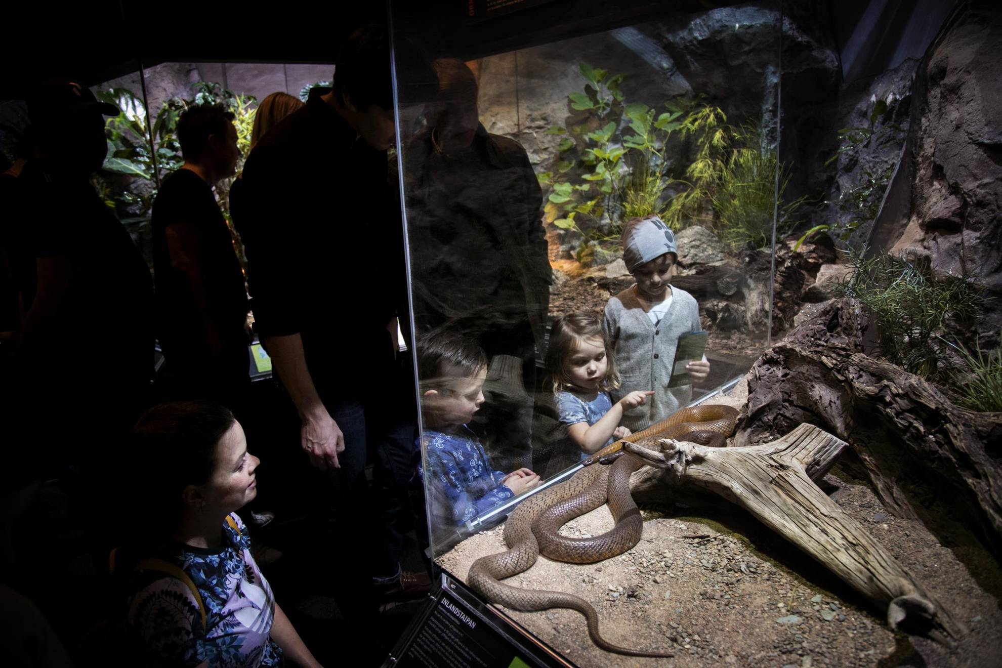 Kinderen kijken naar een slang in een terrarium.