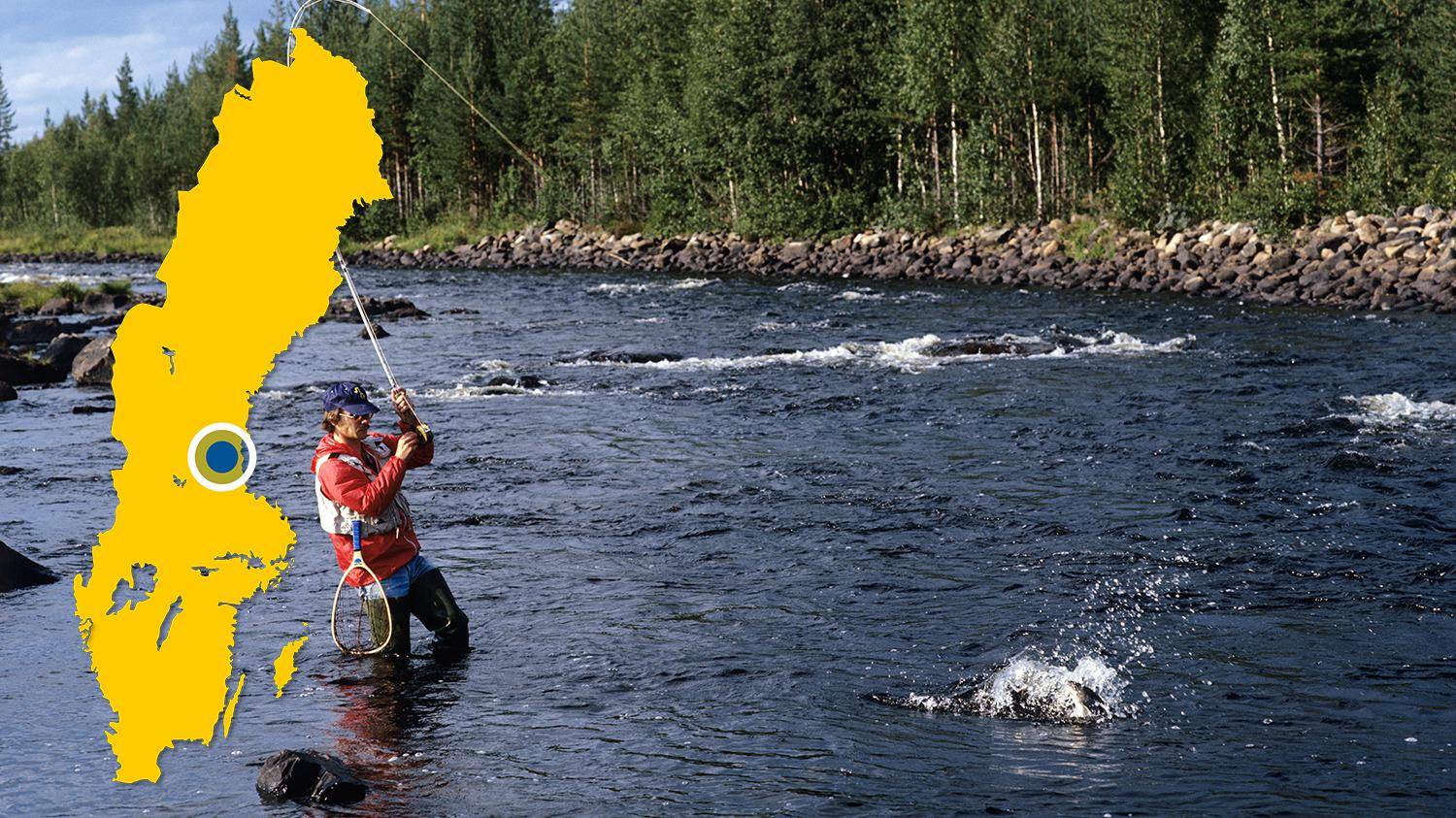 Een man staat in een rivier vliegvissen. Hij heeft net een vis gevangen en probeert hem binnen te halen. Er is een gele kaart van Zweden met een blauwe stip die de locatie van Voxnan aangeeft.