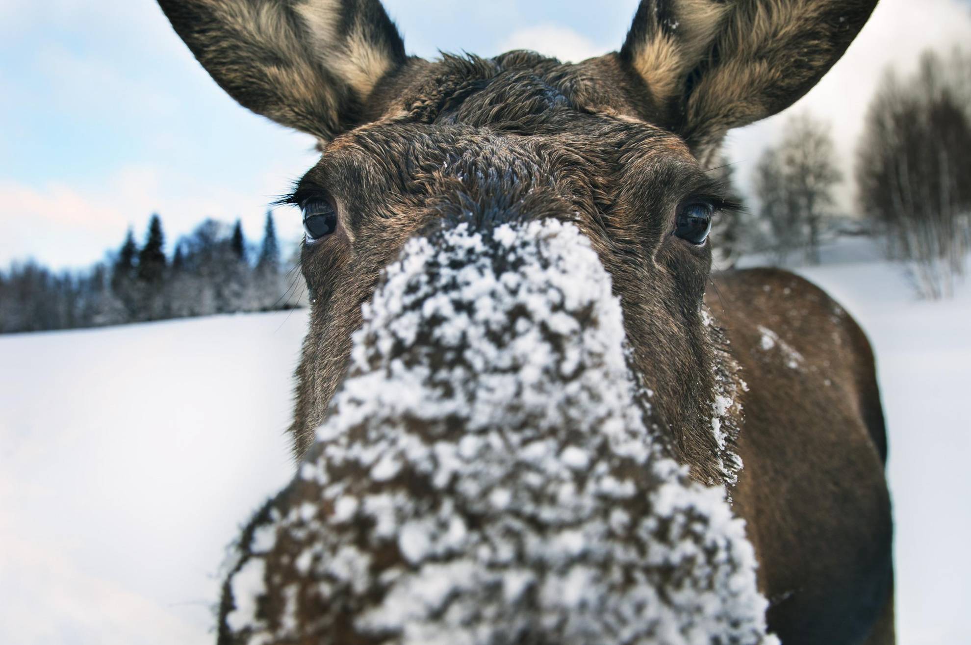 Eland met sneeuw op zijn neus.