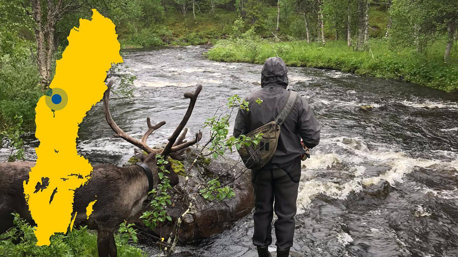 Een rendier en een persoon die naar een rivier kijkt. Een gele kaart van Zweden met een markering met de plaats van Laxviken is in de afbeelding geplaatst.
