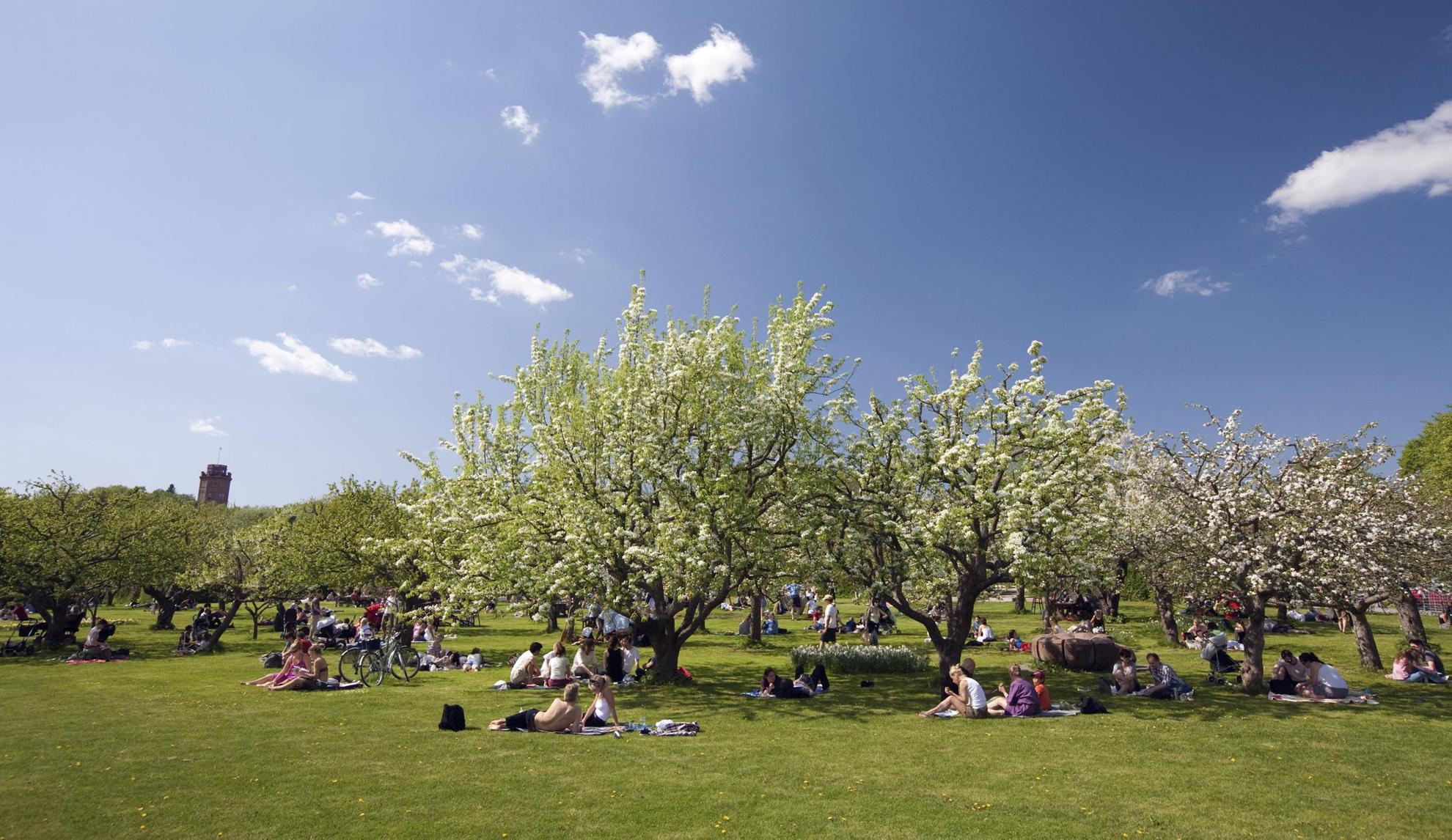 Groepen mensen zitten op het gras onder de appelbomen in Rosendal's Garden in Stockholm.