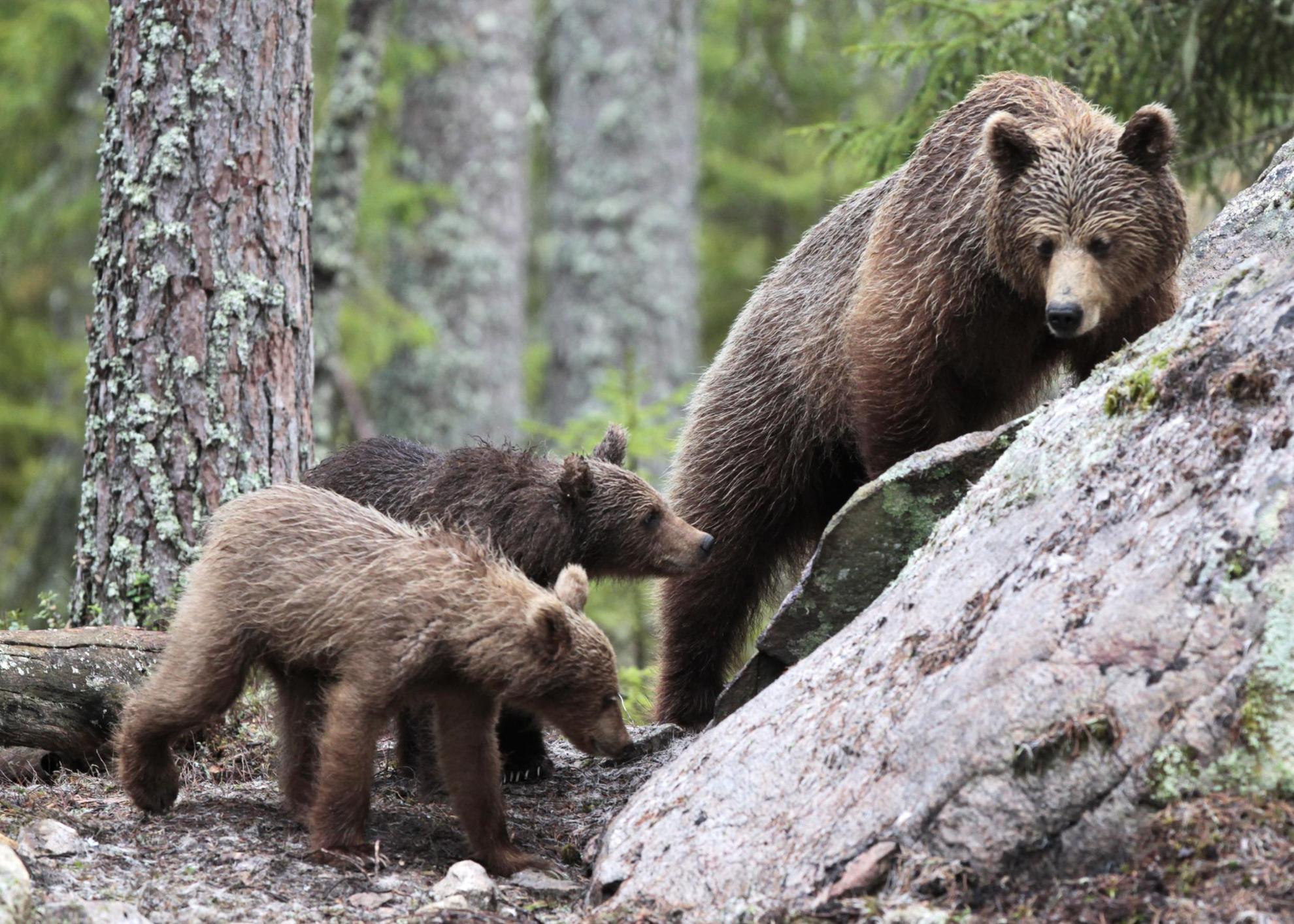 Een bruine beer met haar twee welpen loopt in een bos.