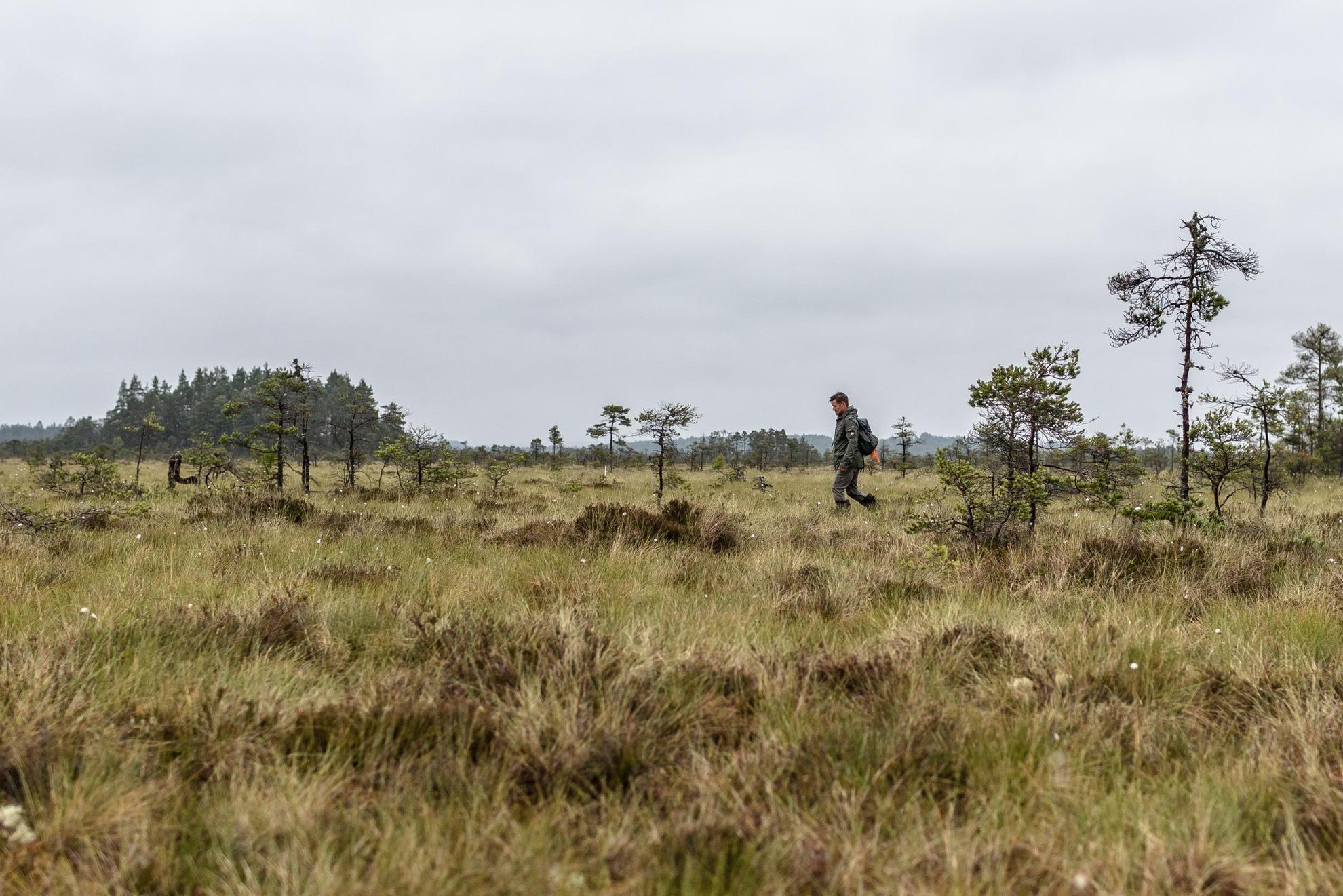 Een eenzame wandelaar op een grasveld met kleine bomen in Store Mosse National Park.