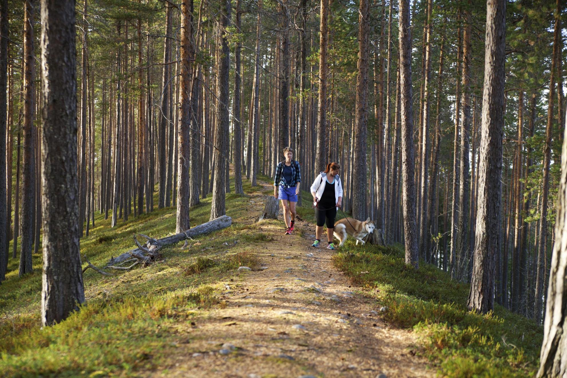 Twee mensen met een aangelijnde hond lopen op een wandelpad in een bos.