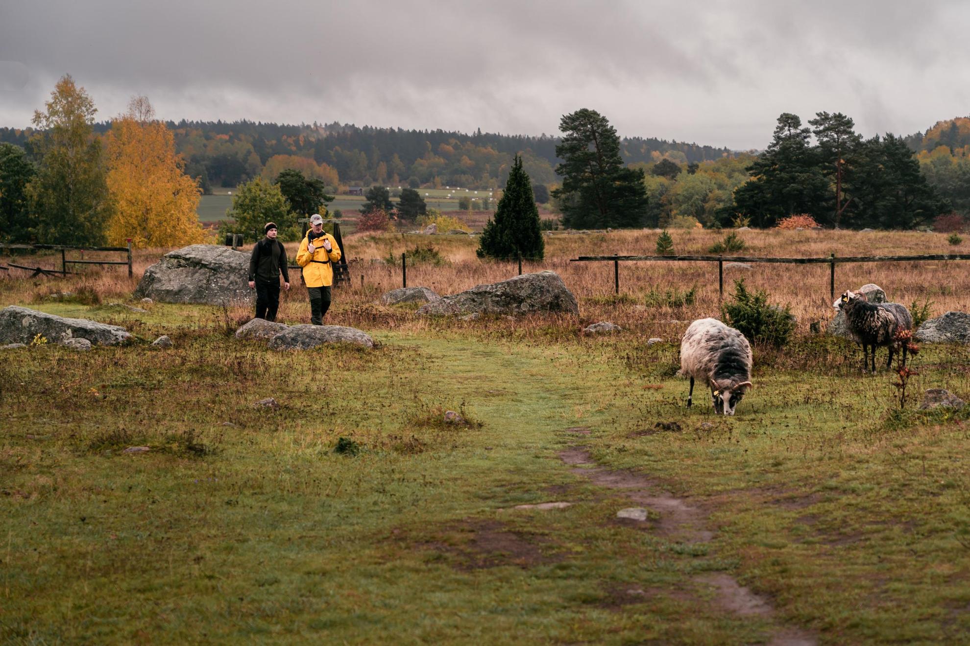 Twee mannen wandelen door een weiland waar twee schapen grazen.