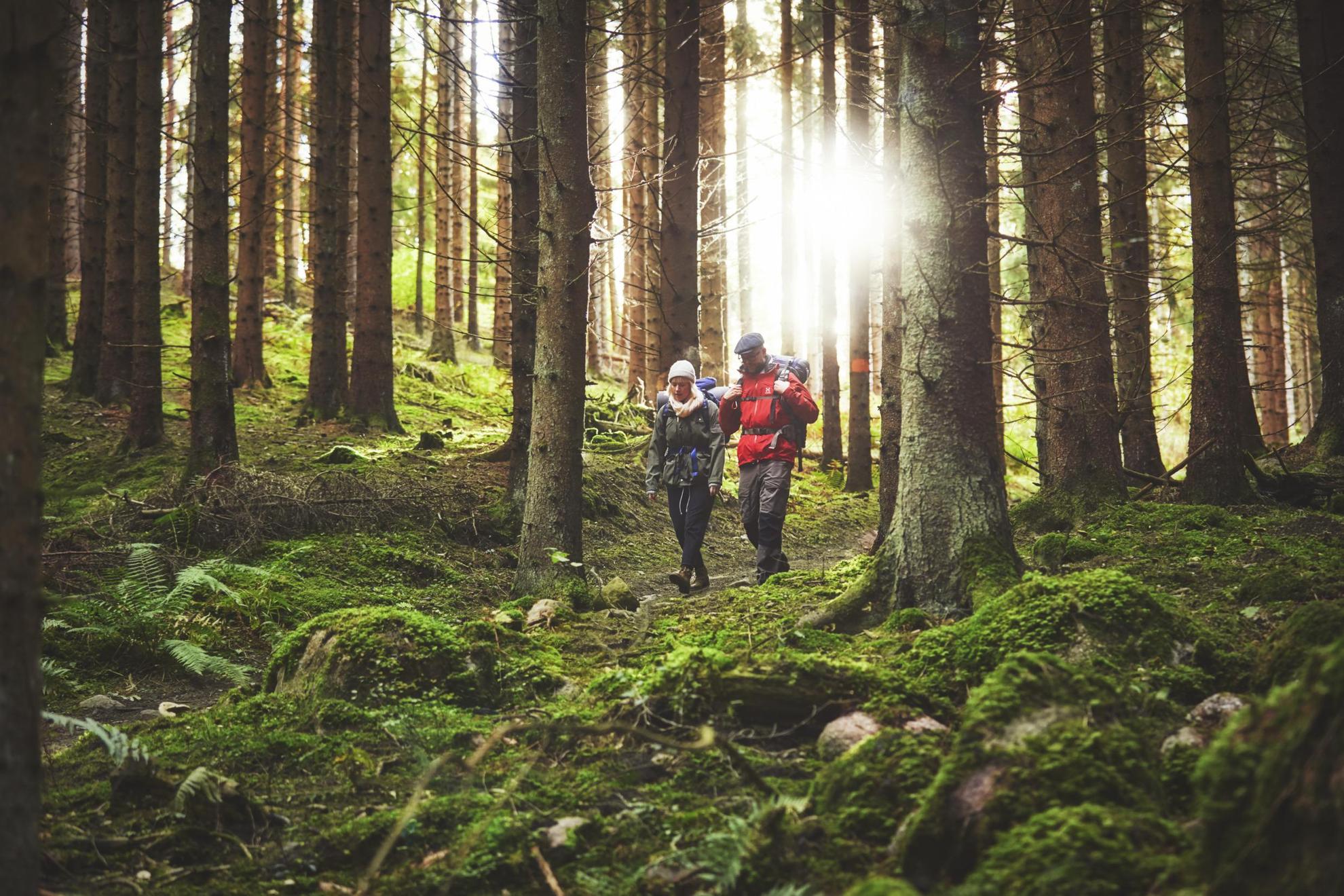 Wandelen in de Zweedse bossen